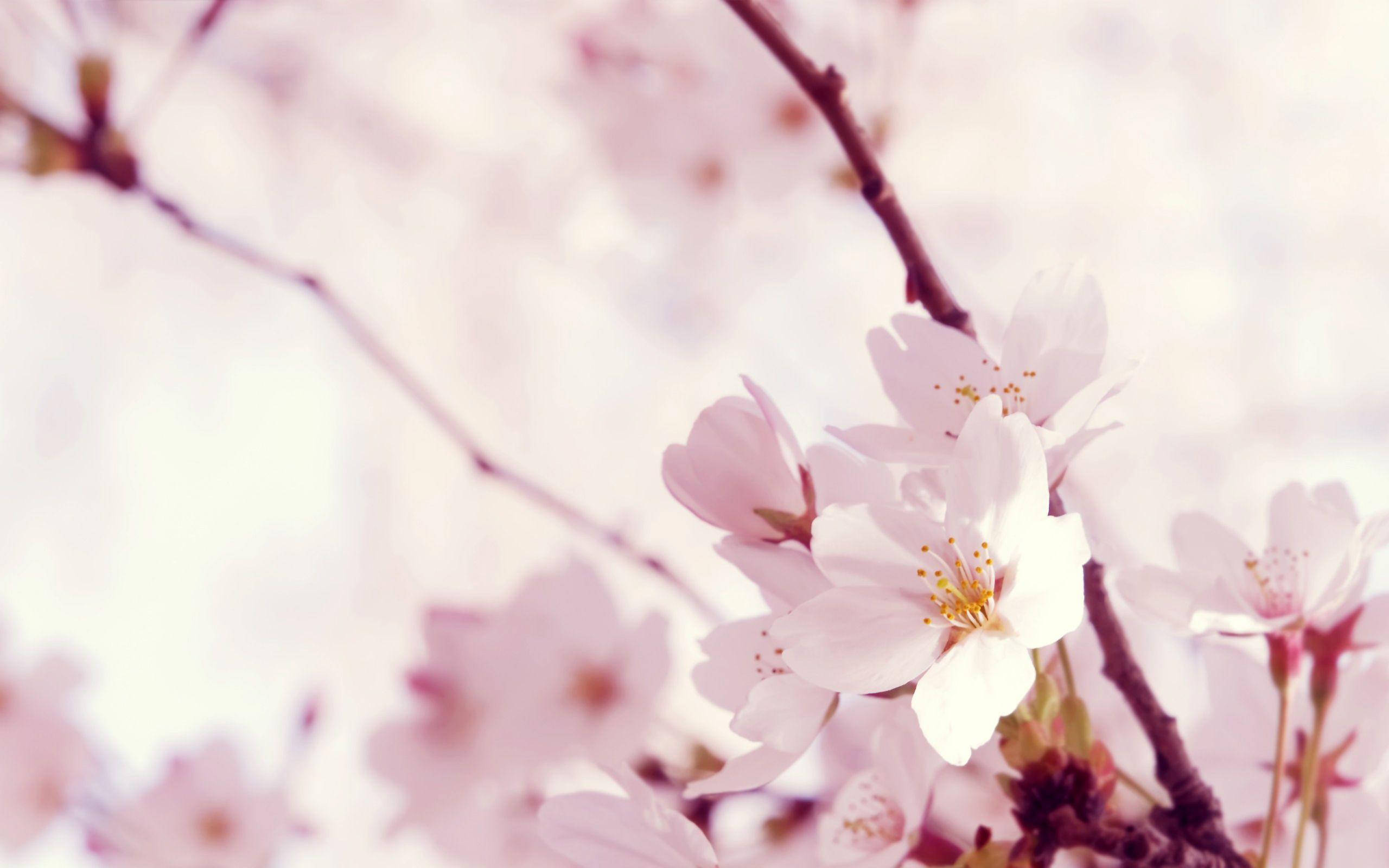 blossoms, light pink flower, cherry blossoms, 2K Desktop Wallpaper
