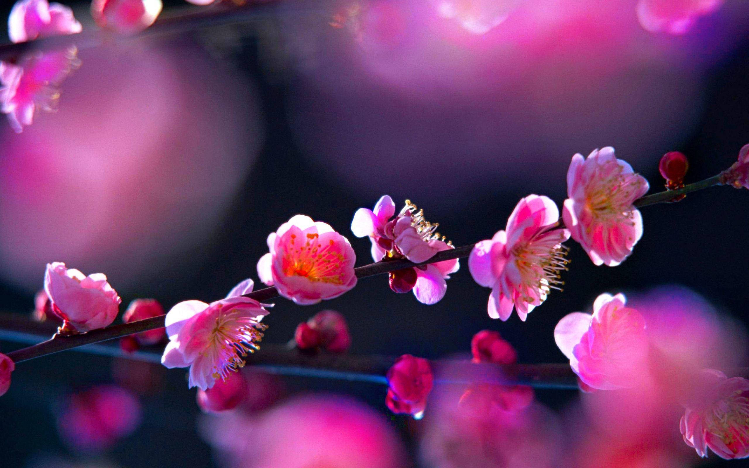 pink cherry blossoms, dark branches, softly blurred purple background, 2K Desktop Wallpaper