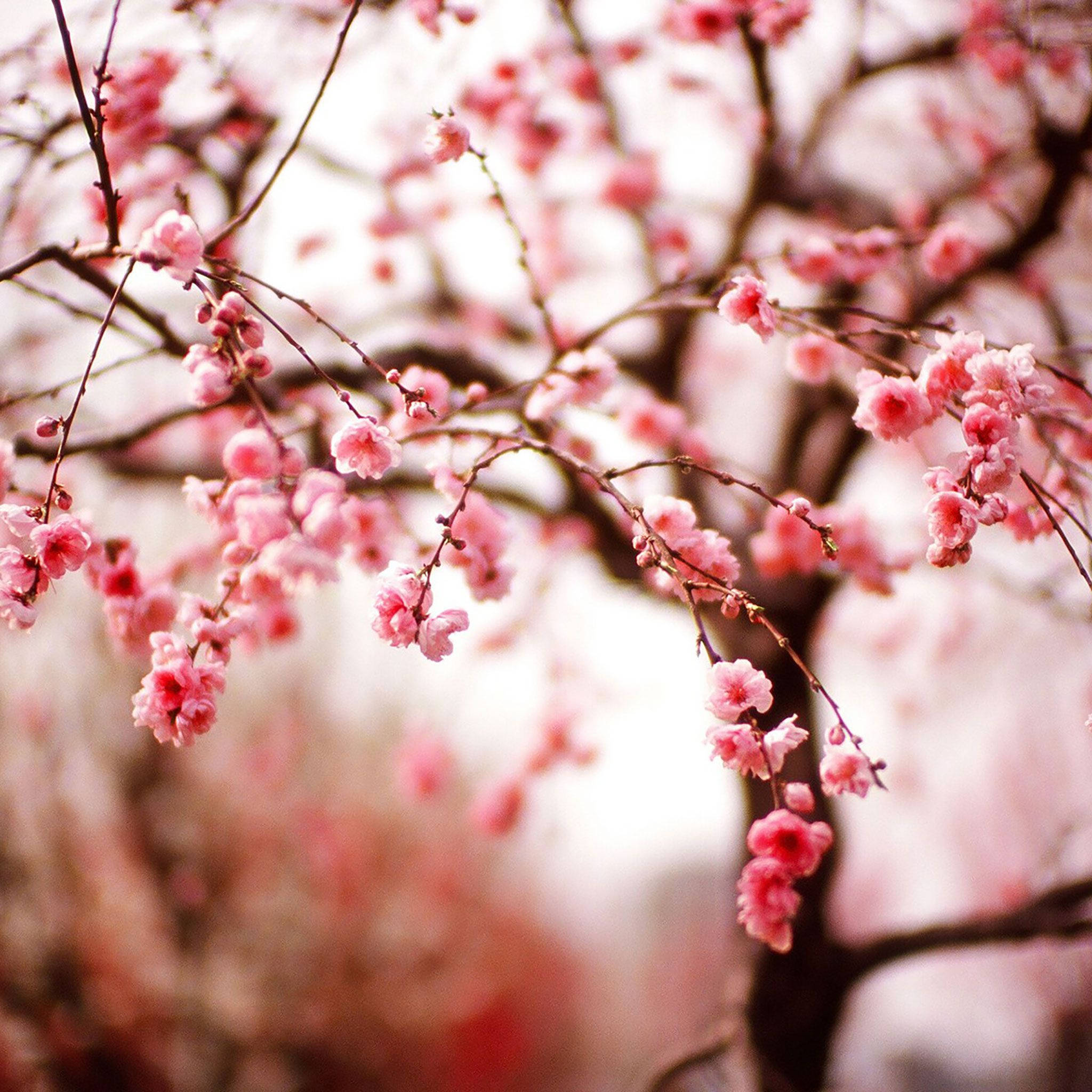 pink cherry blossoms, slender branches, soft blurred background, Full HD Desktop Wallpaper