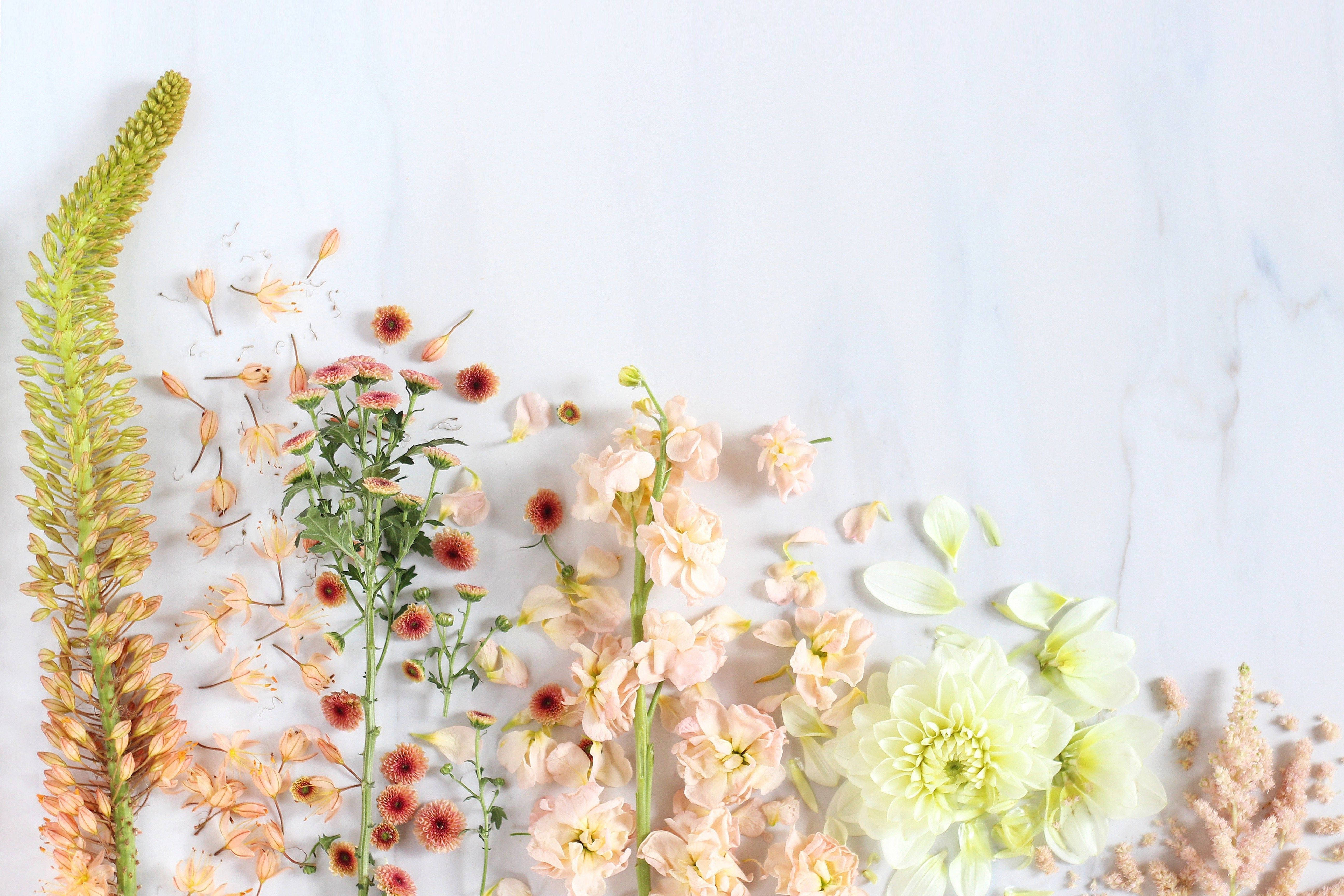 Spring Aesthetic, pastel flowers, dried botanicals, 5K Desktop Wallpaper