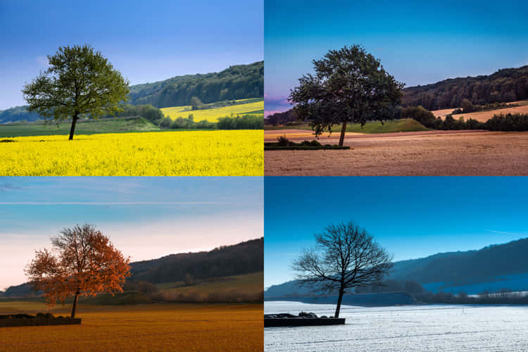 spring, winter, lone tree, SD Desktop Wallpaper