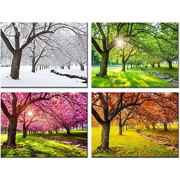 snowy branches, sunlit green canopy, pink blossoms, SD Desktop Wallpaper
