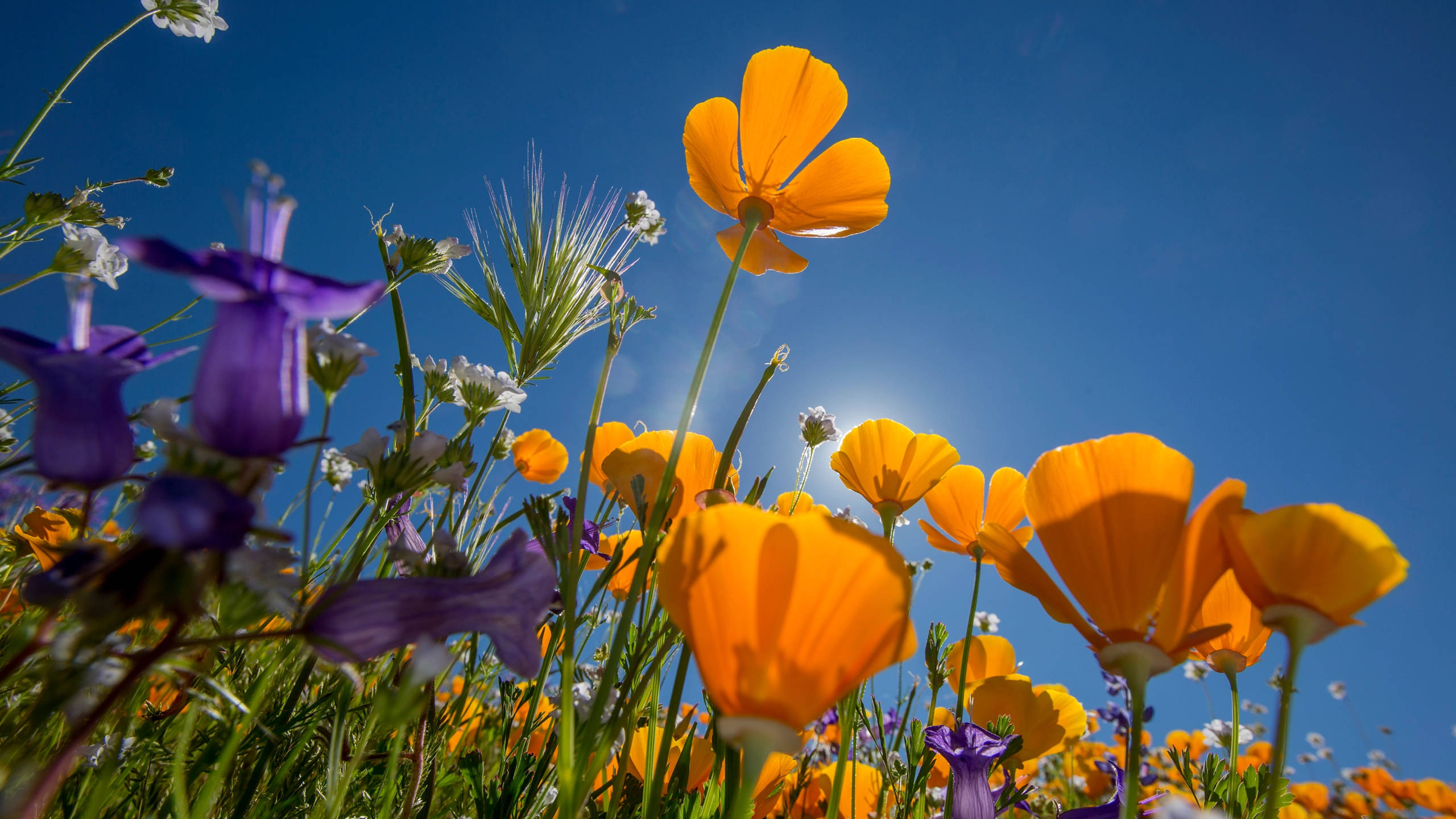 2560x1440, spring, purple, 2K Desktop Wallpaper
