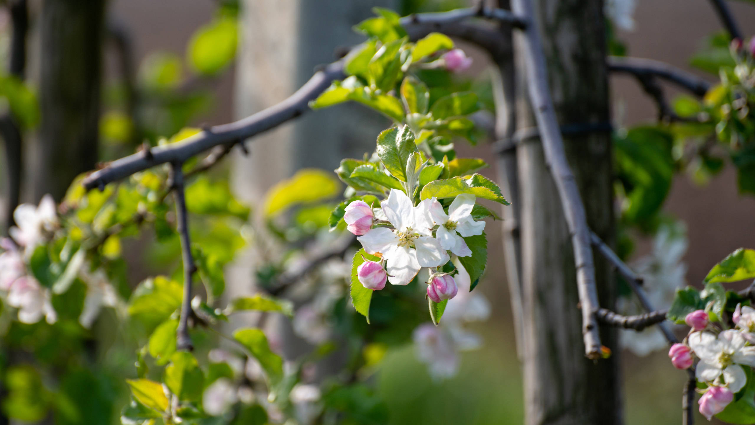 spring, lone blossom tree, white and pink apple blossoms, 2K Desktop Wallpaper