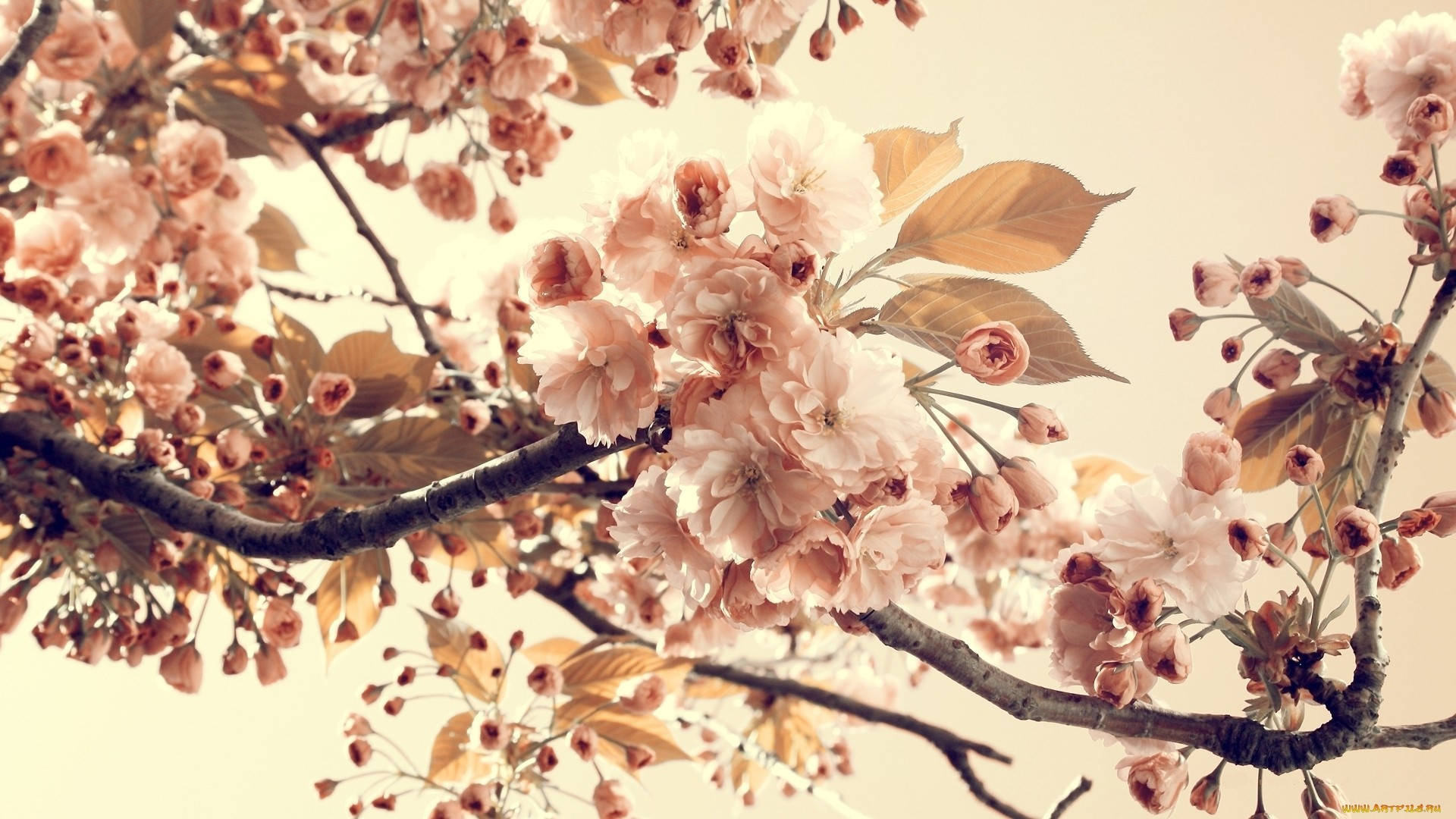 cherry blossom, spring aesthetic, soft pink, Full HD Desktop Wallpaper