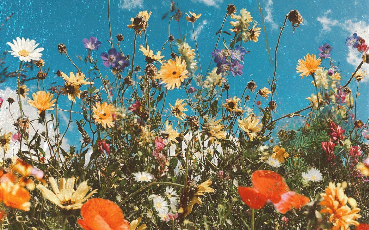 Spring Aesthetic, colorful flowers, yellows, HD Desktop Wallpaper