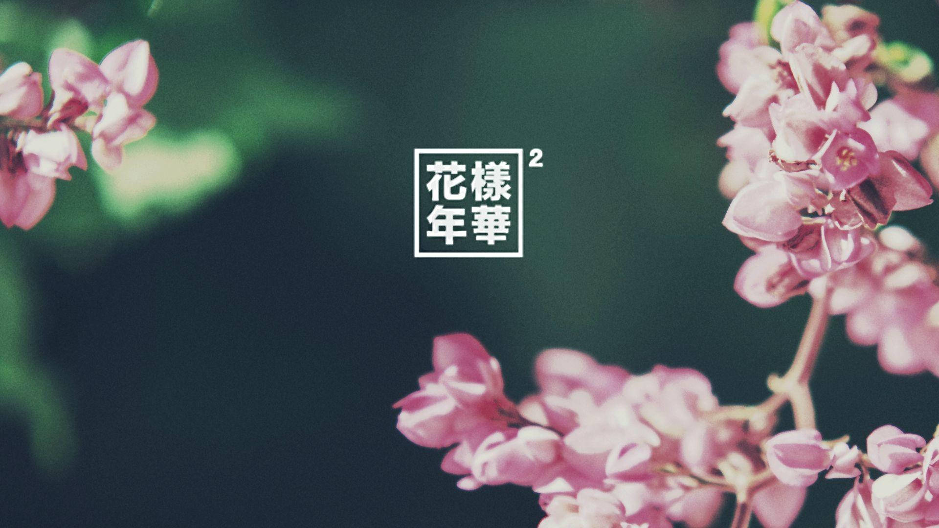 Spring Aesthetic, pink blossoms, Japanese text box, Full HD Desktop Wallpaper