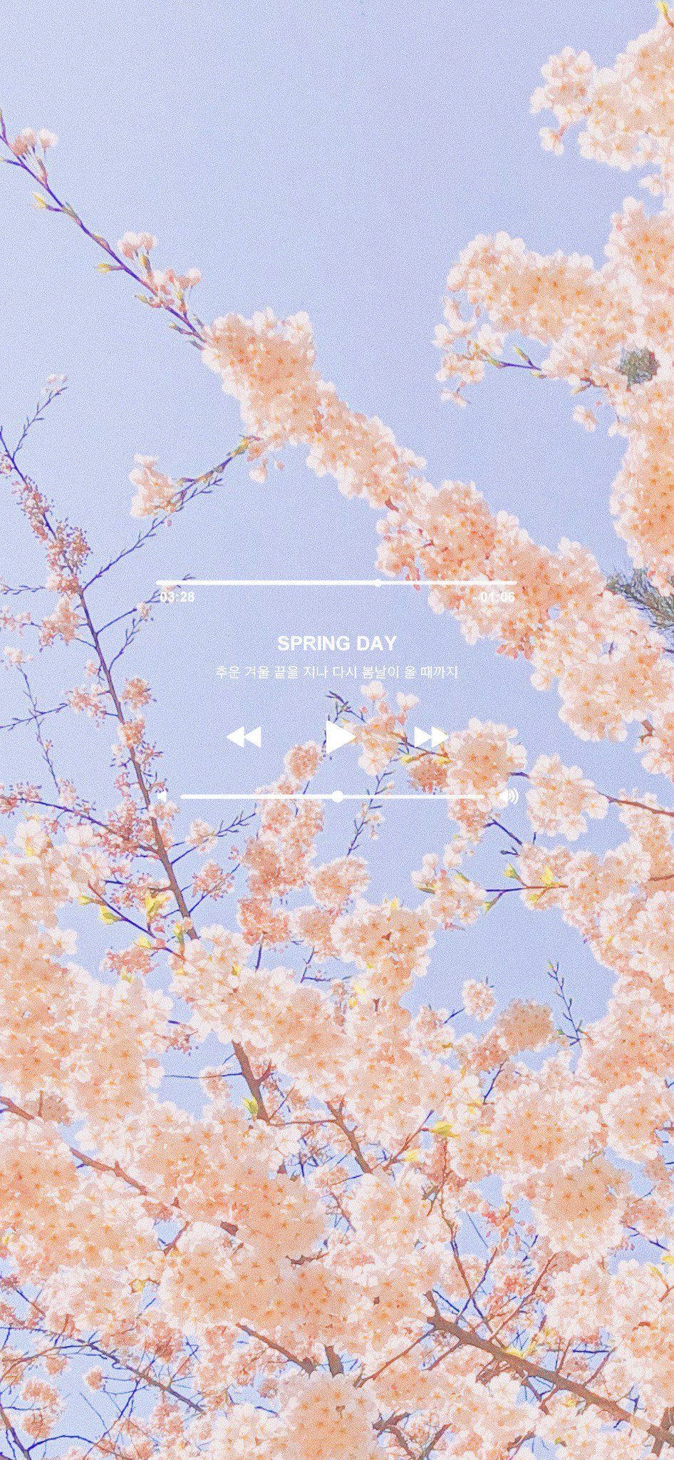 spring aesthetic playlist, soft pink cherry blossoms, pale blue sky, Full HD Phone Wallpaper
