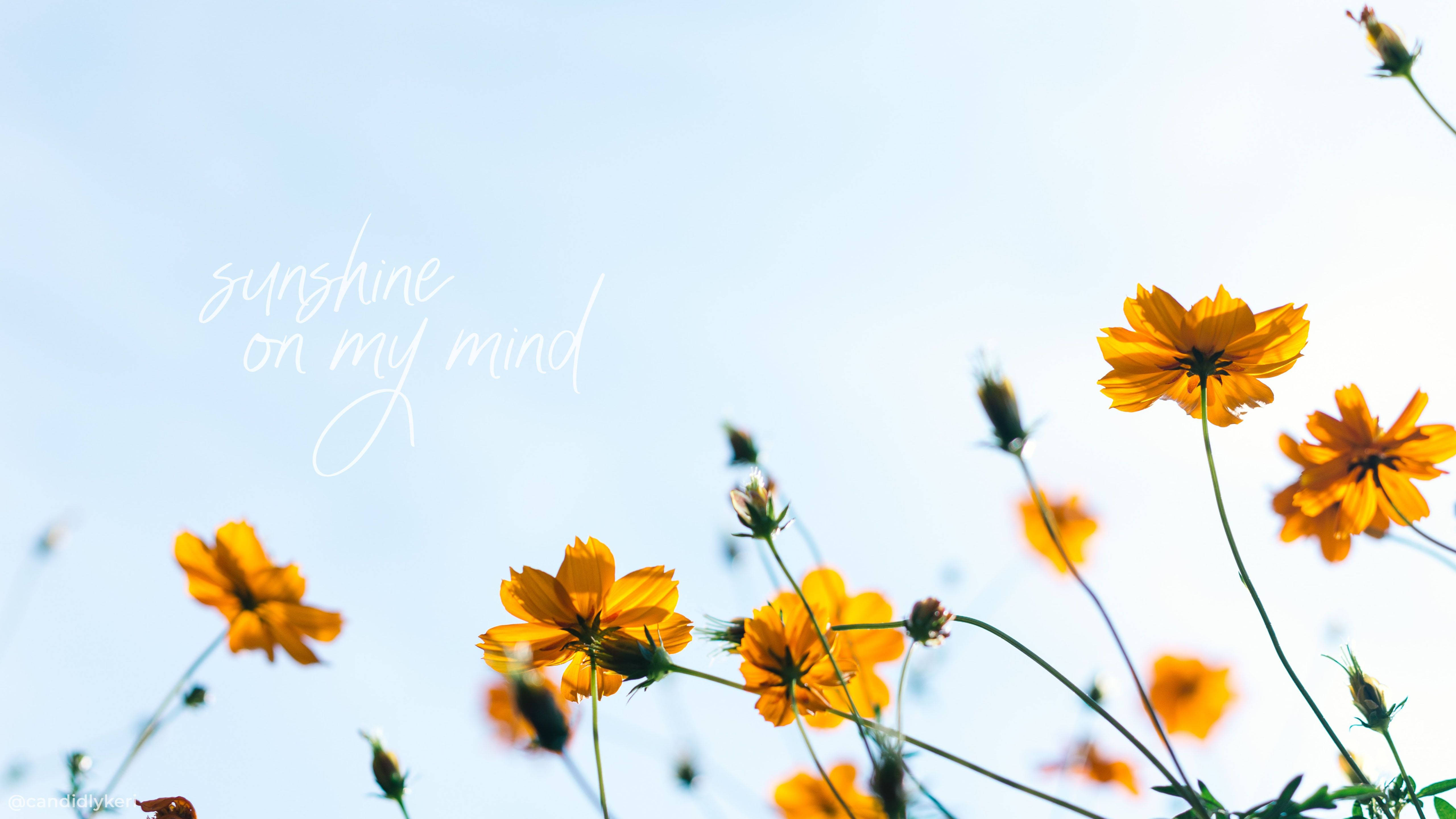 cosmos flowers, vibrant orange, soft blue sky, 5K Desktop Wallpaper