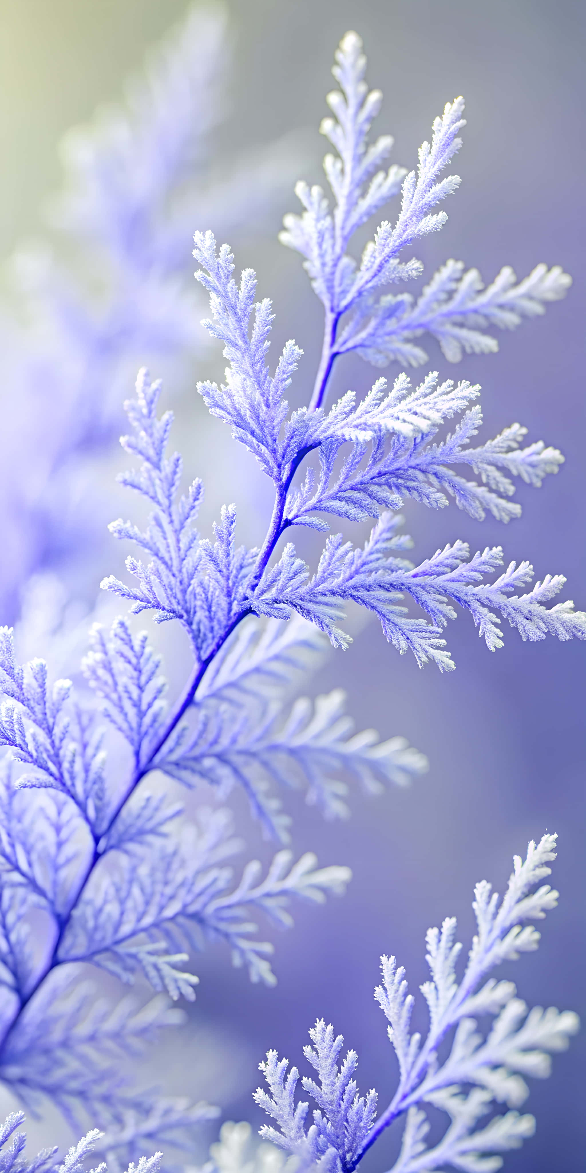 light pink branch, frost-covered fern fronds, soft lavender light, 4K Phone Wallpaper