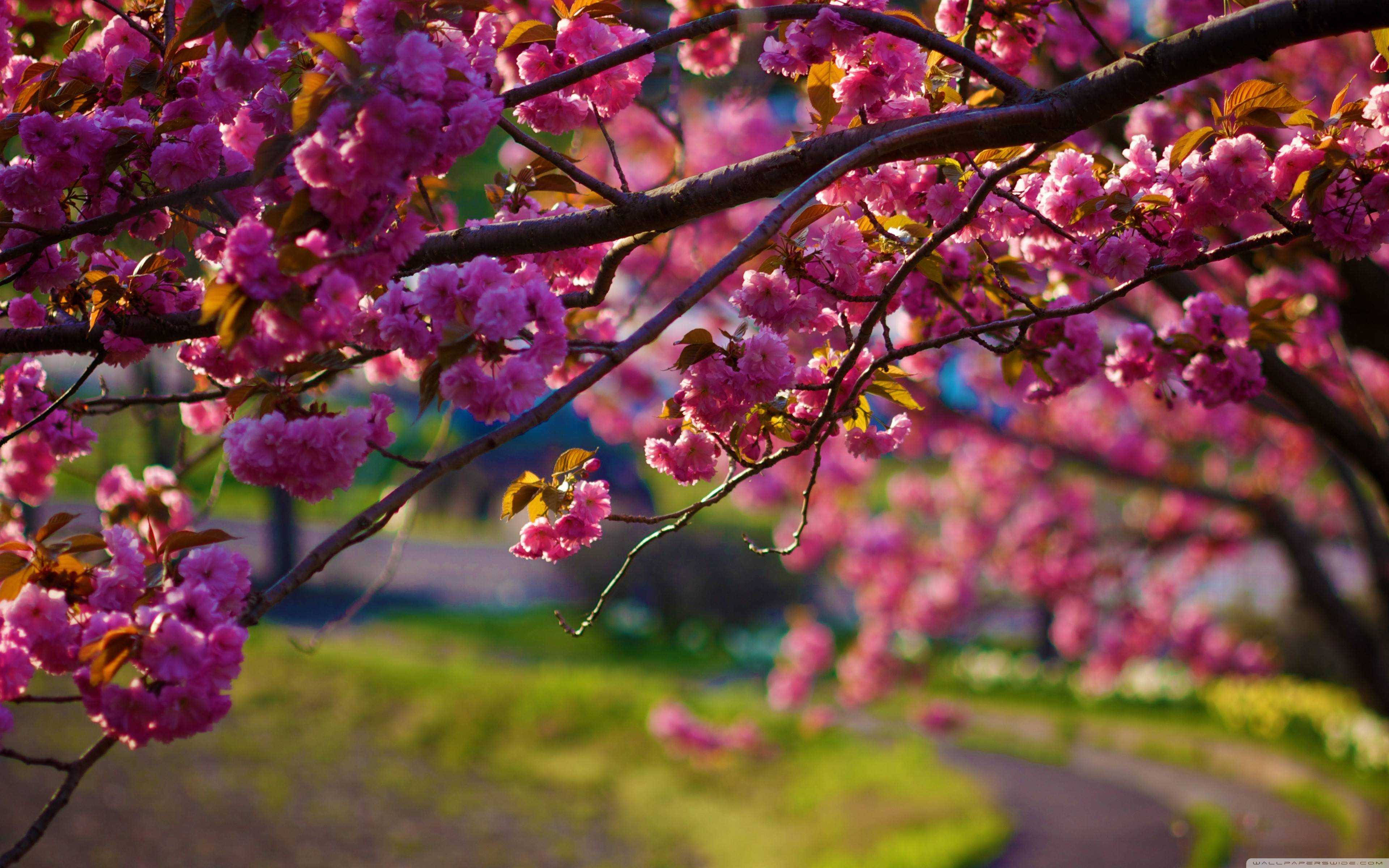 spring desktop, sakura flower, soft pink sakura, 4K Desktop Wallpaper