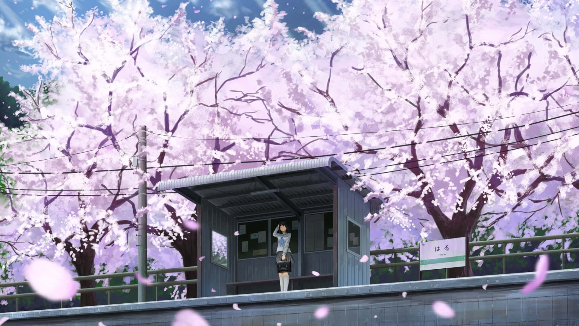 Spring Anime, cherry blossom scene, lone girl, Full HD Desktop Wallpaper