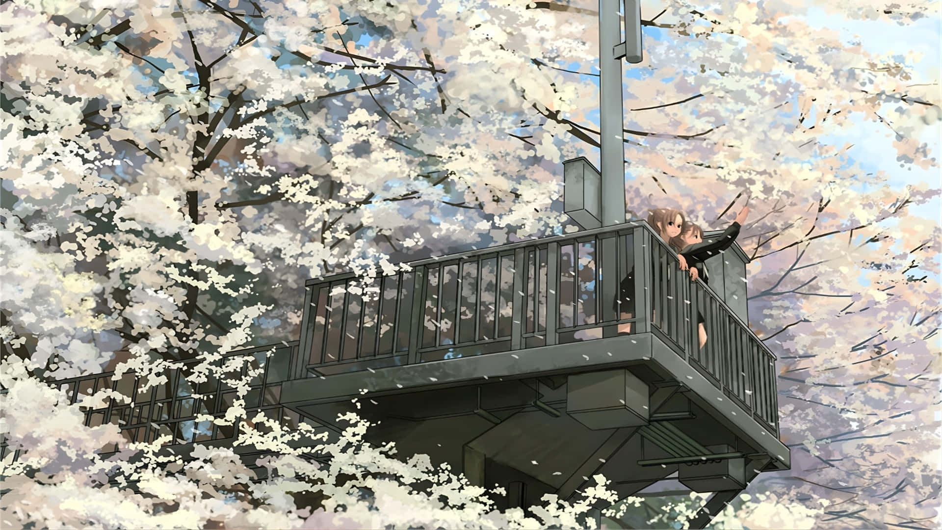 cherry blossom, white cherry blossoms, soft blue sky, Full HD Desktop Wallpaper