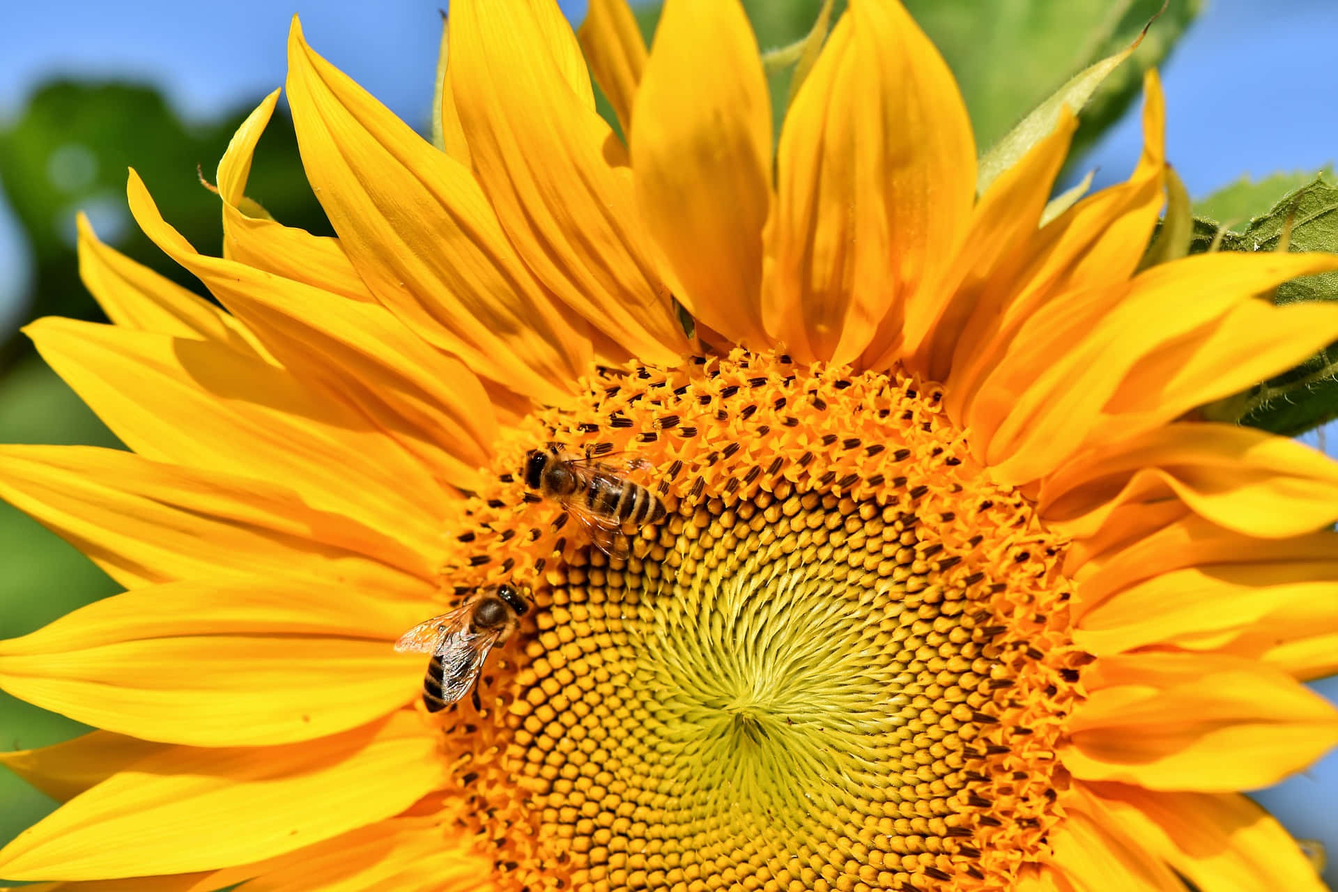 spring bees, yellow sunflower, vibrant spring garden, Full HD Desktop Wallpaper