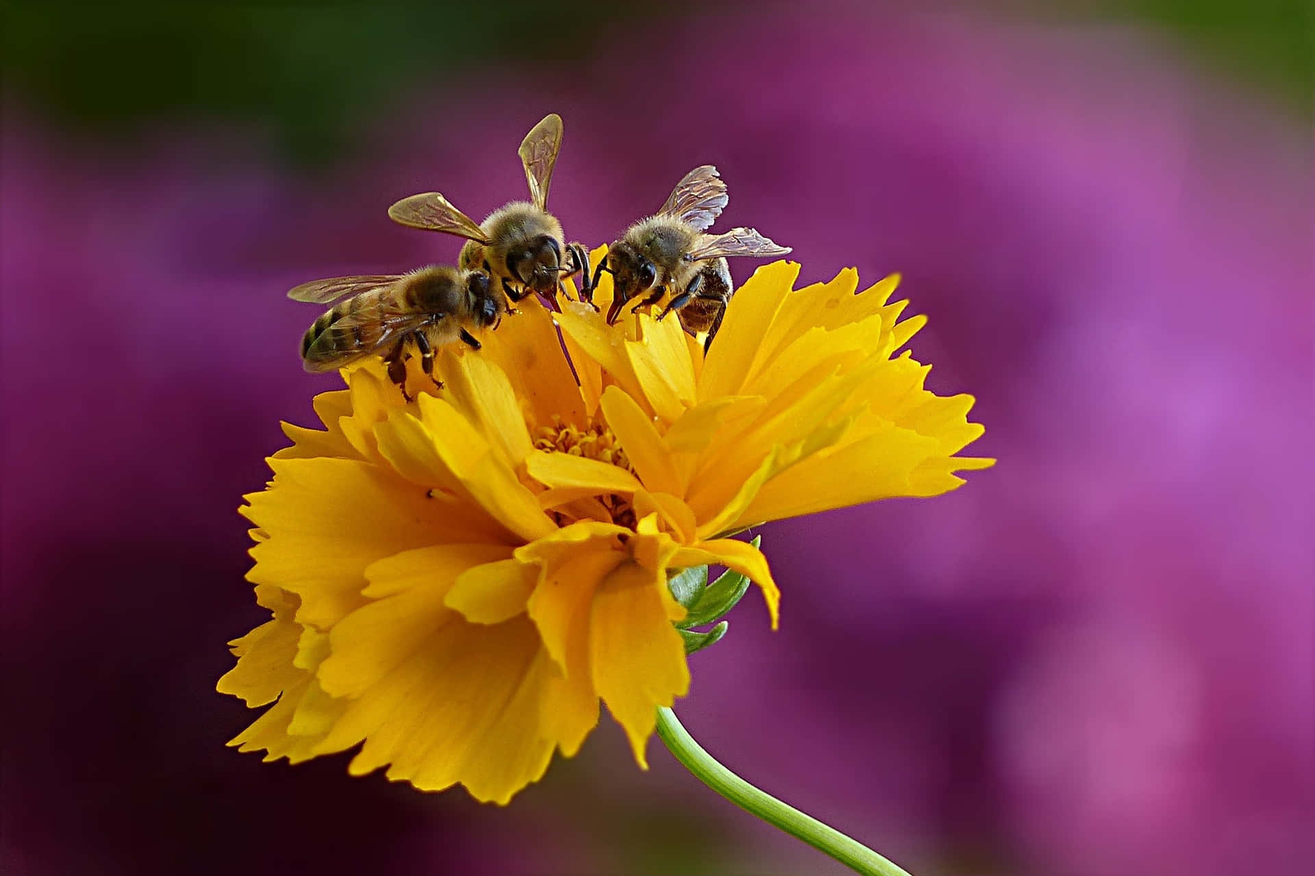 spring bees, bright yellow flower, soft purple blurred background, Full HD Desktop Wallpaper
