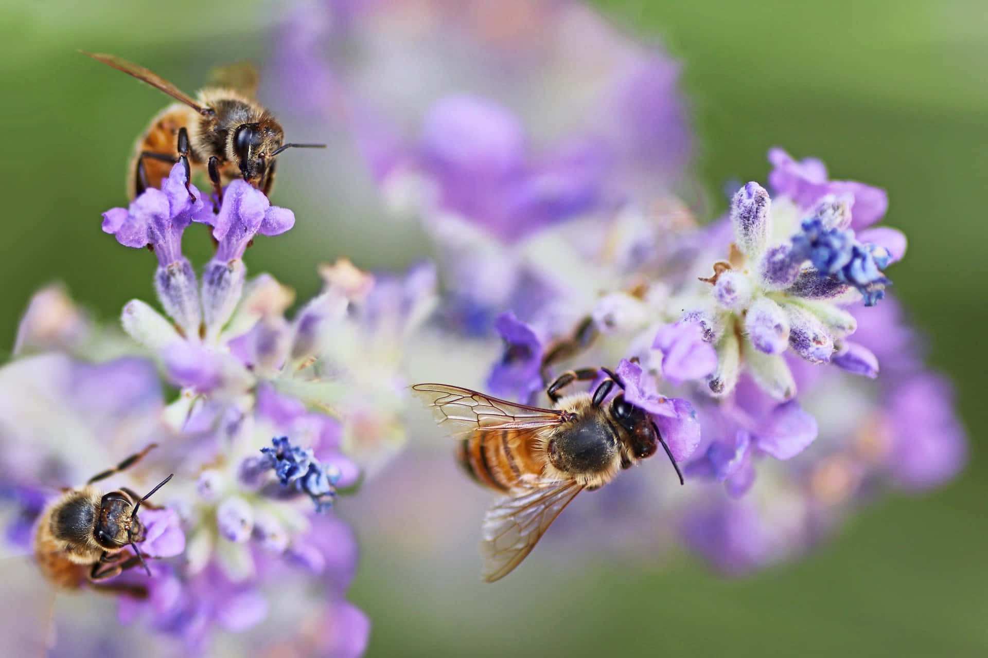 Spring Bees, vibrant purple lavender blooms, soft green backdrop, Full HD Desktop Wallpaper