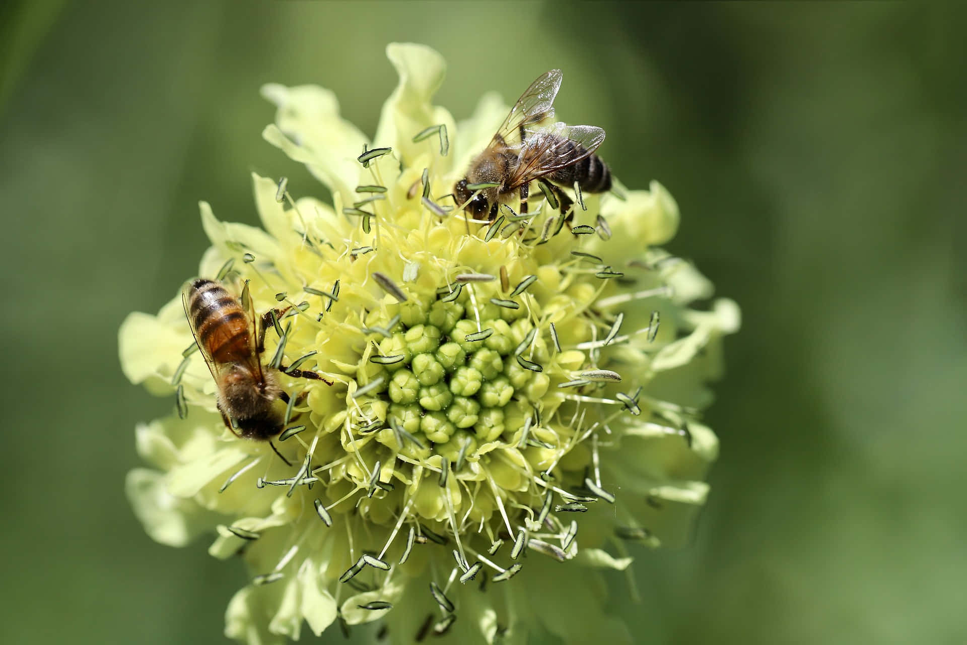 spring bees, pale yellow flower, green center, Full HD Desktop Wallpaper