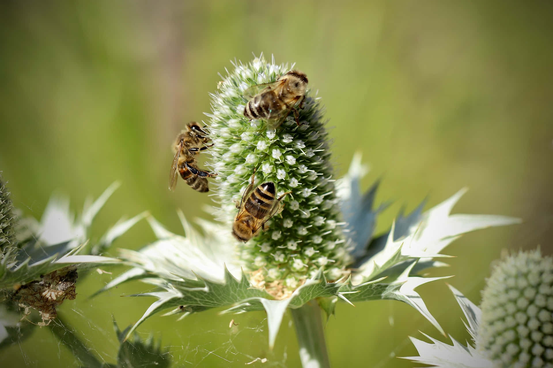 spring bees, thistle flower, green background, Full HD Desktop Wallpaper