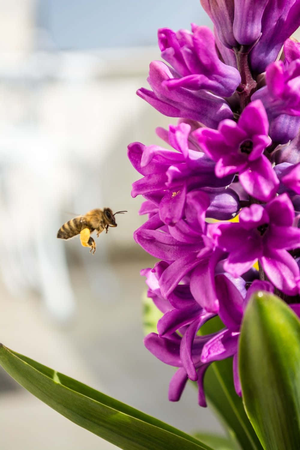 Spring Bees, vivid purple hyacinth flowers, lush green leaves, HD Phone Wallpaper