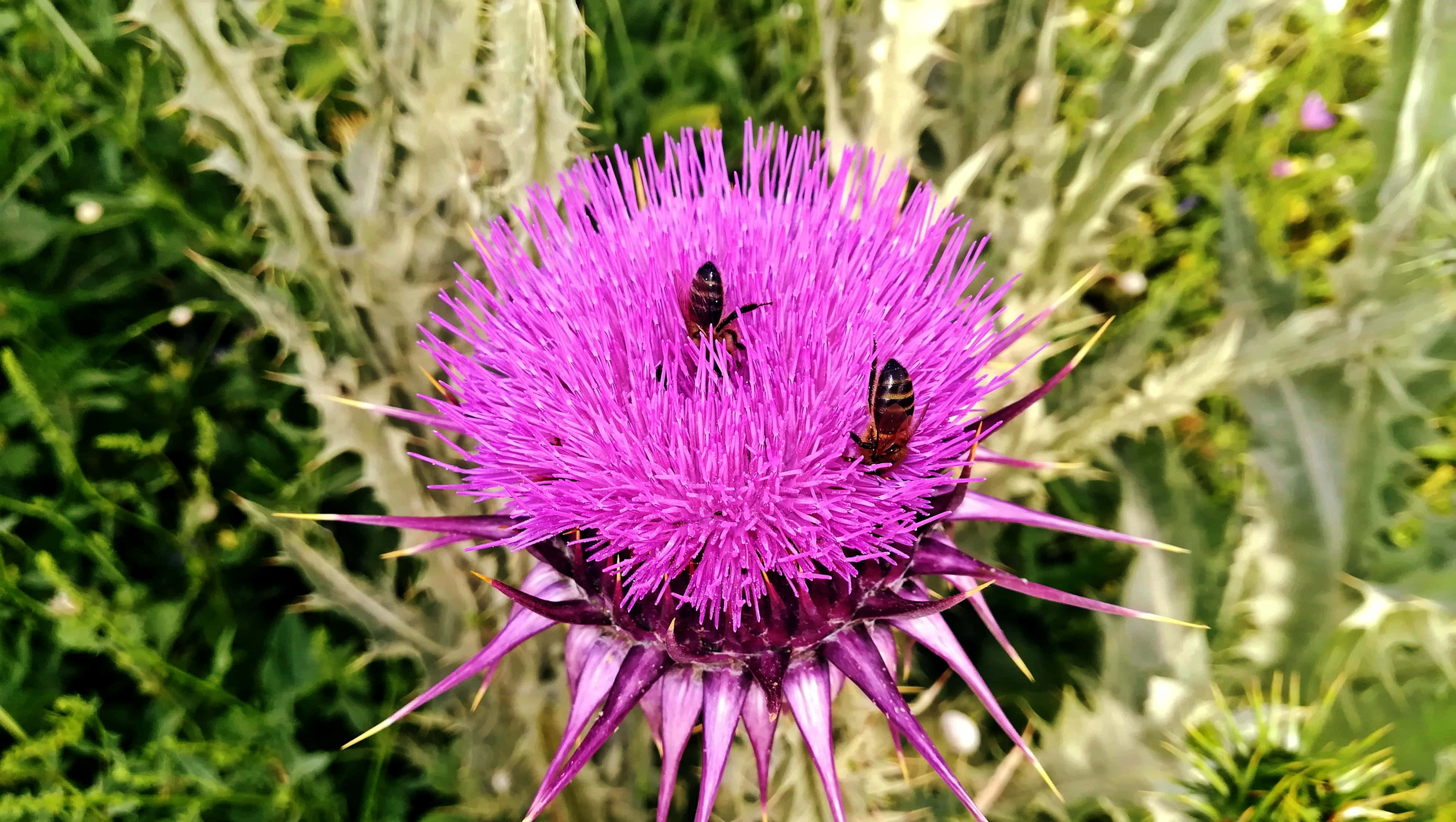 spring bees, purple thistle flower, sharp spines, 4K Desktop Wallpaper