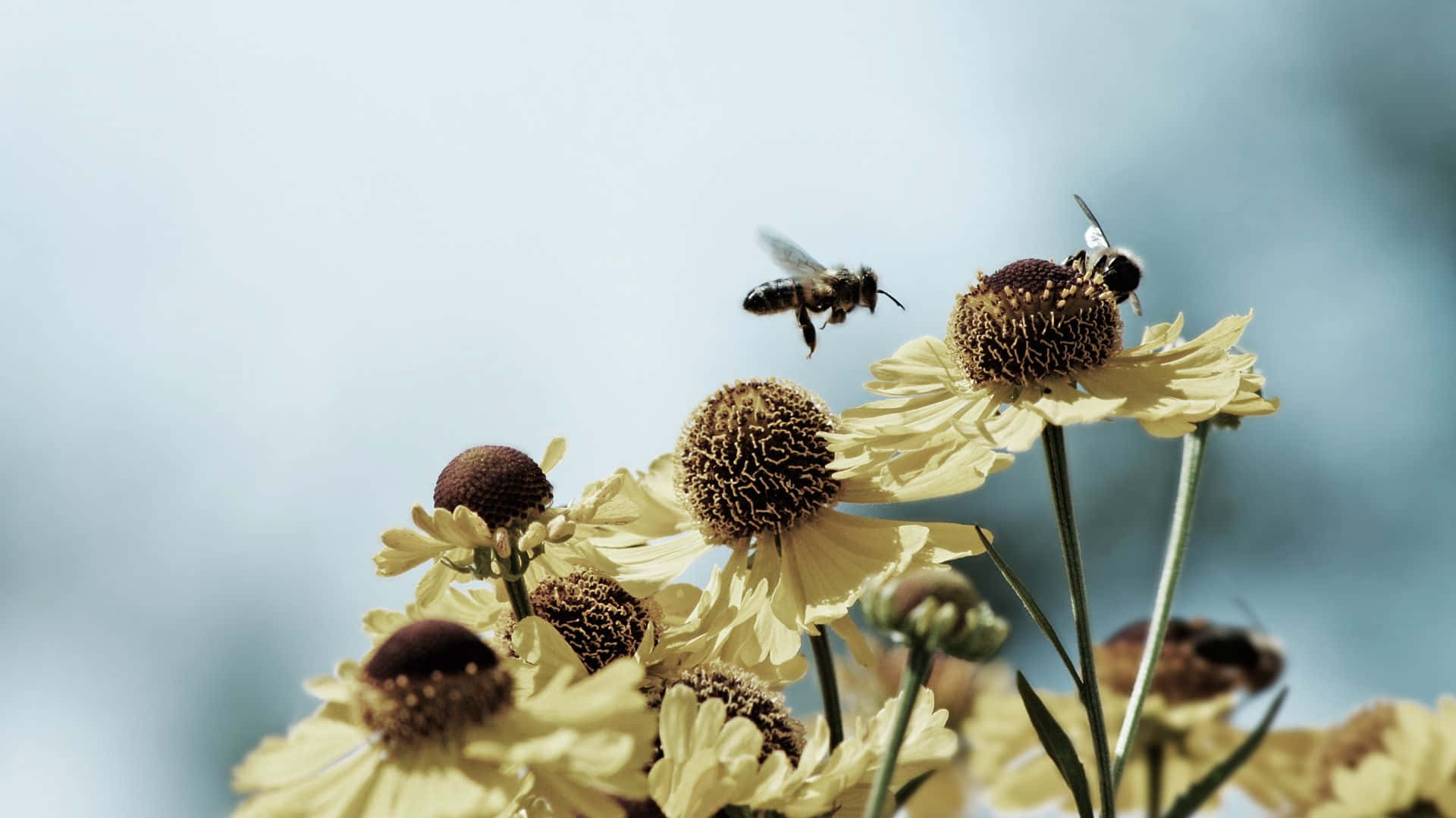 Spring Bees, pale yellow daisies, soft blue sky, Full HD Desktop Wallpaper
