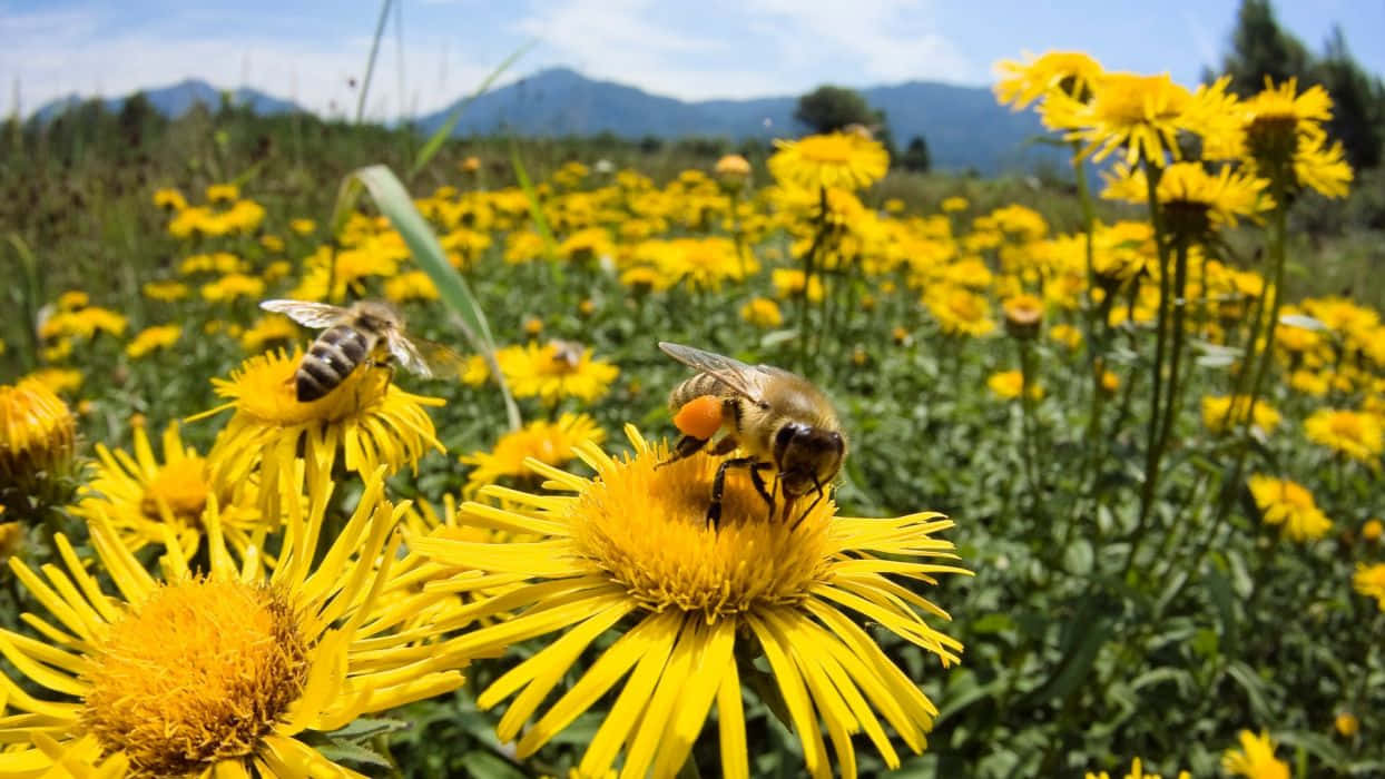spring bees, honey bees, vibrant yellow flowers, SD Desktop Wallpaper
