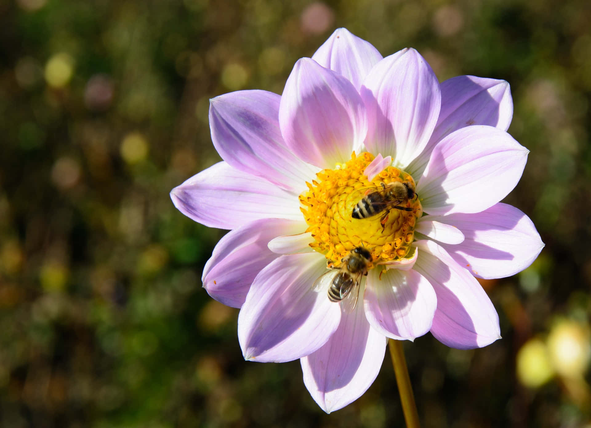 spring bees, vibrant purple dahlia, golden center, Full HD Desktop Wallpaper