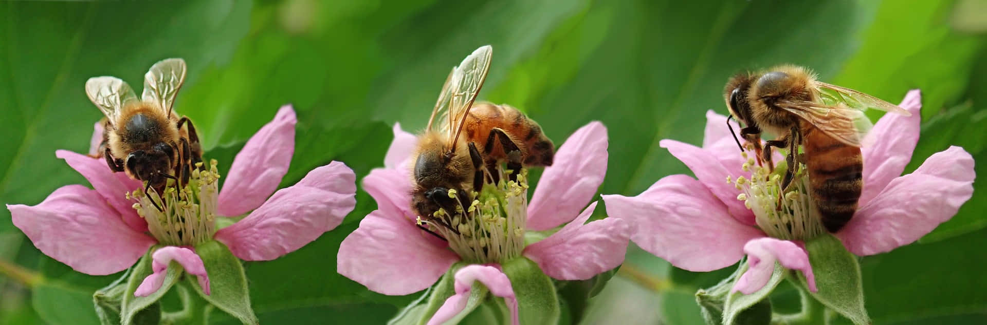 Spring Bees, pink flowers, lush green backdrop, Full HD Desktop Wallpaper