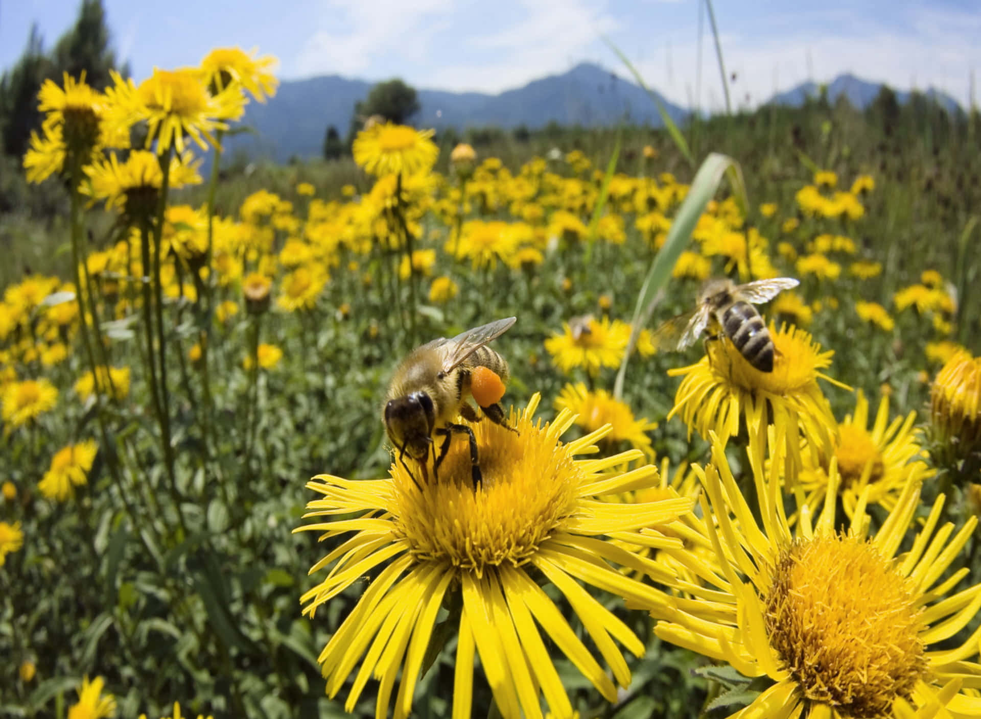 Spring Bees, yellow flowers, sunlit meadow, Full HD Desktop Wallpaper