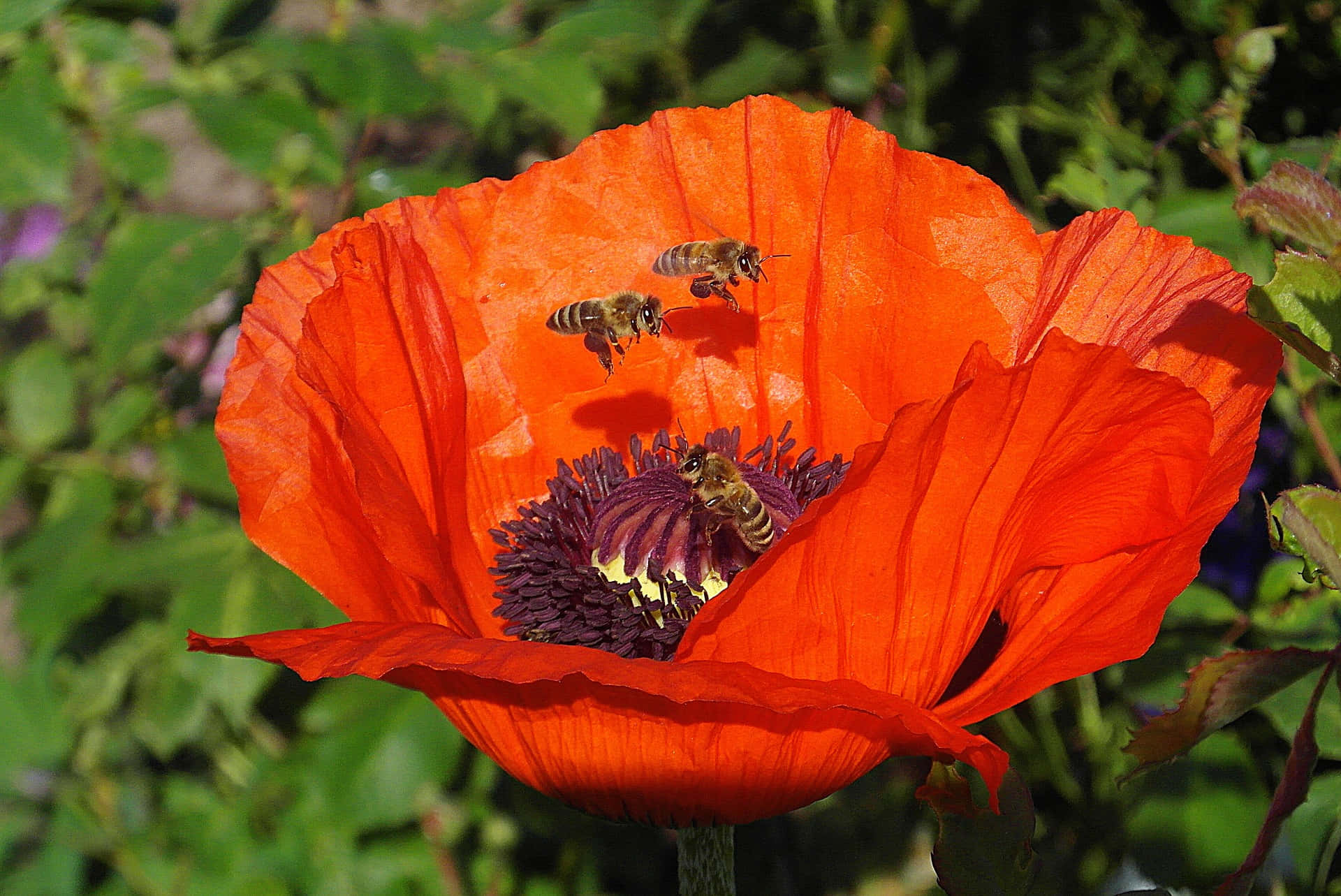 Spring Bees, orange poppy flower, deep purple center, Full HD Desktop Wallpaper