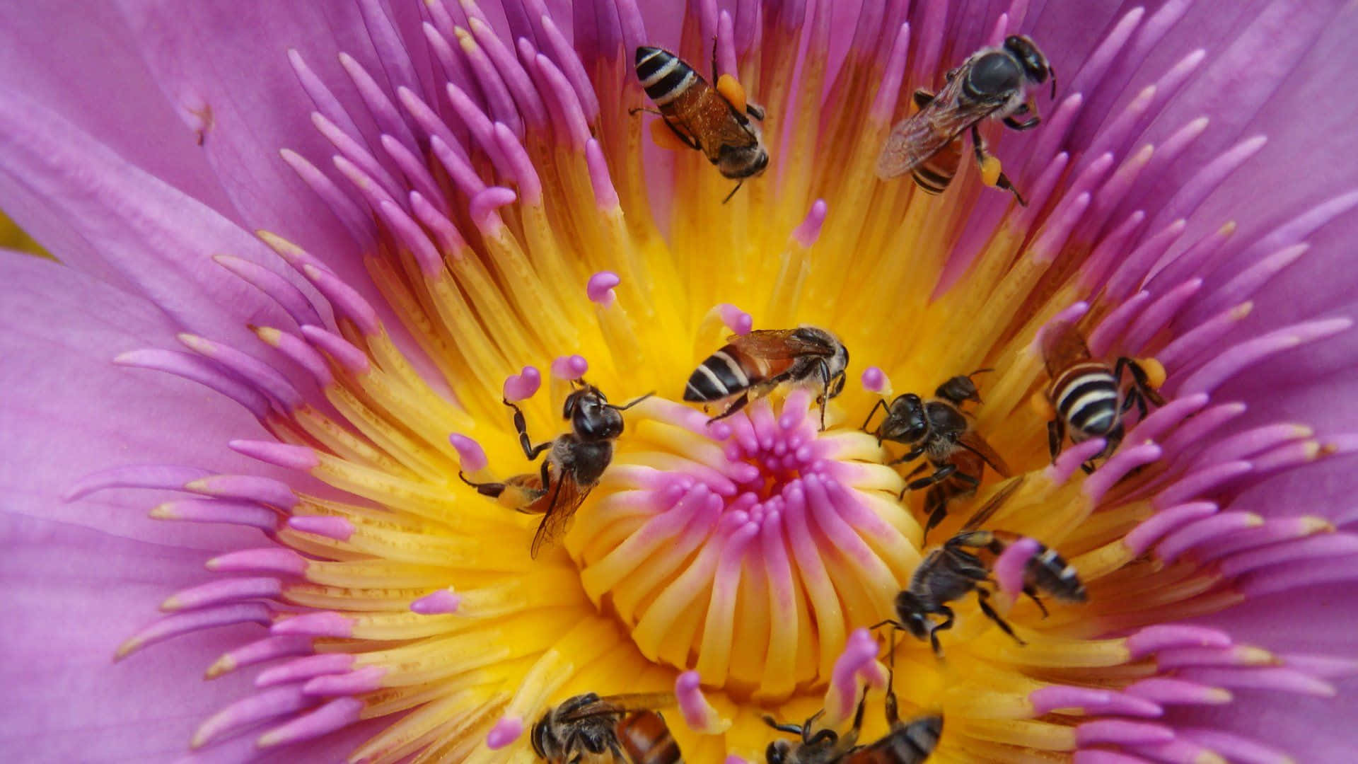 Spring Bees, water lily, yellow, Full HD Desktop Wallpaper