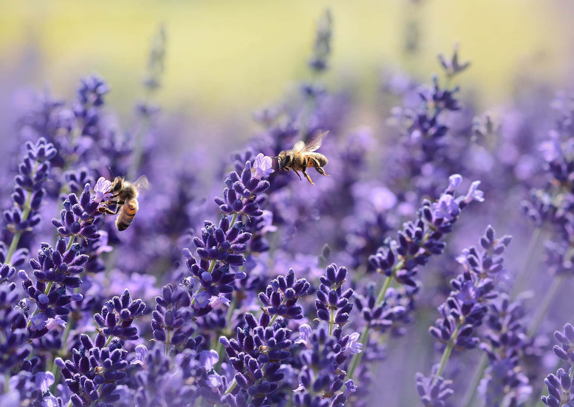 spring bees, vibrant purple lavender blooms, sunlit field, HD Desktop Wallpaper