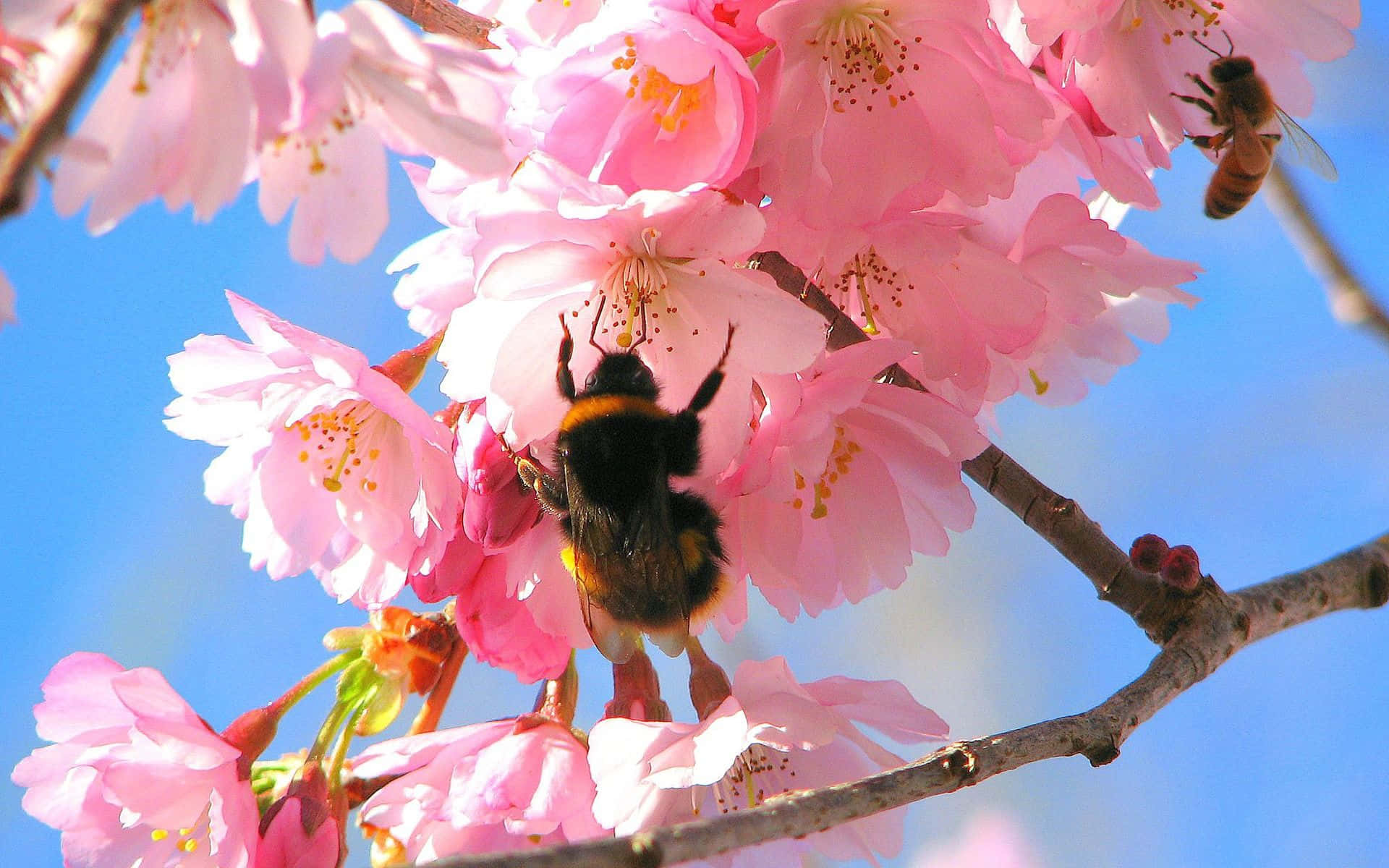 spring bees, bumblebee, vibrant pink cherry blossoms, Full HD Desktop Wallpaper