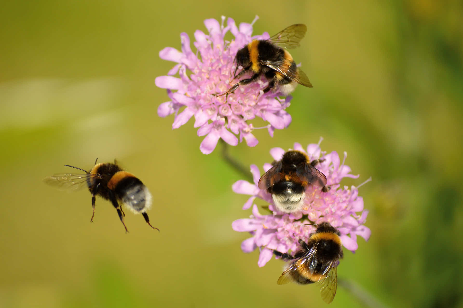 Spring Bees, 1920 x 1277, pink flowers, Full HD Desktop Wallpaper