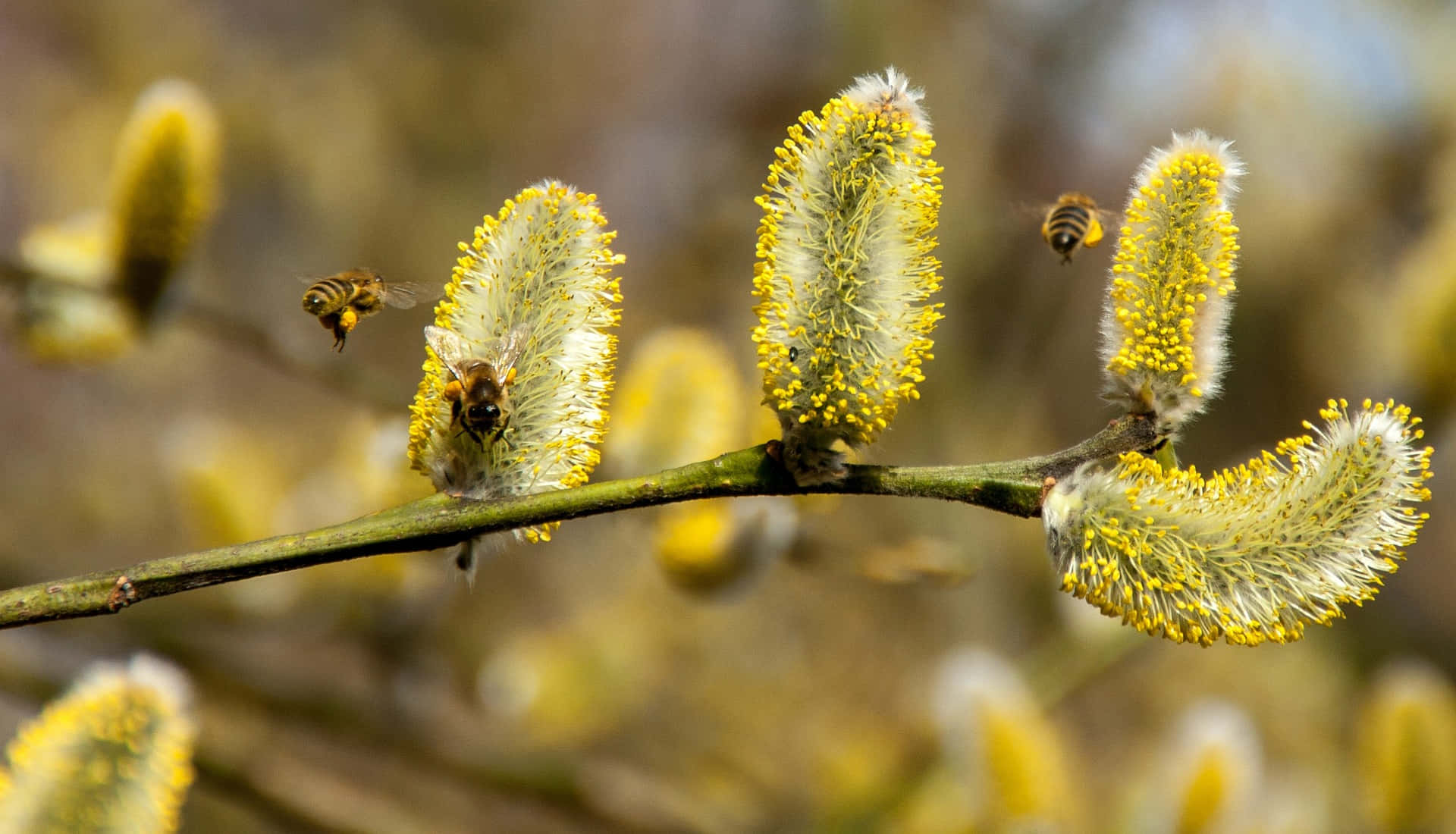 spring bees, honey bees, vibrant spring blossoms, Full HD Desktop Wallpaper