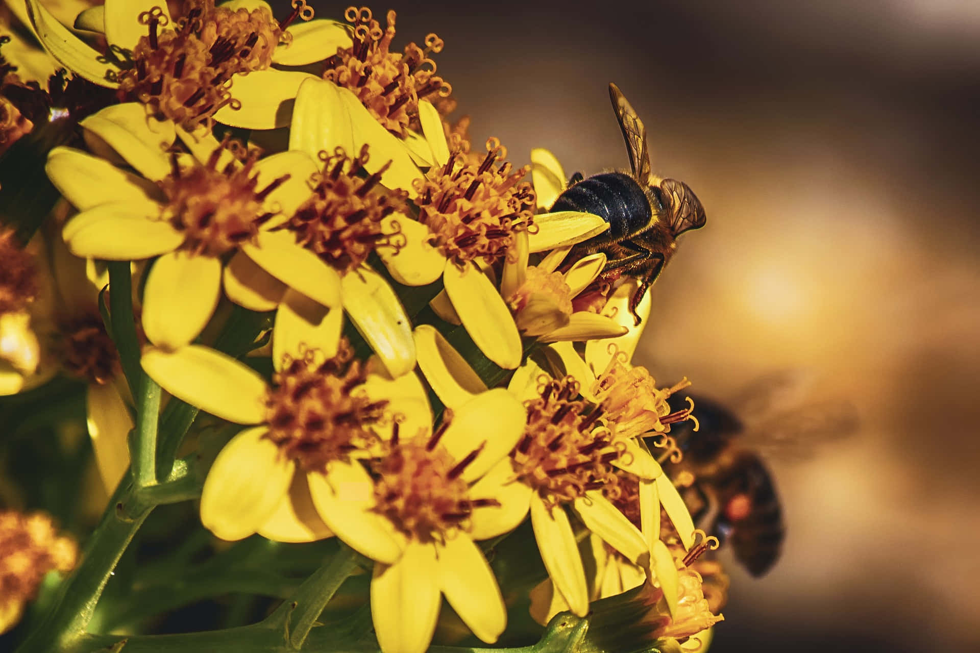 Spring Bees, yellow flowers, golden background, Full HD Desktop Wallpaper