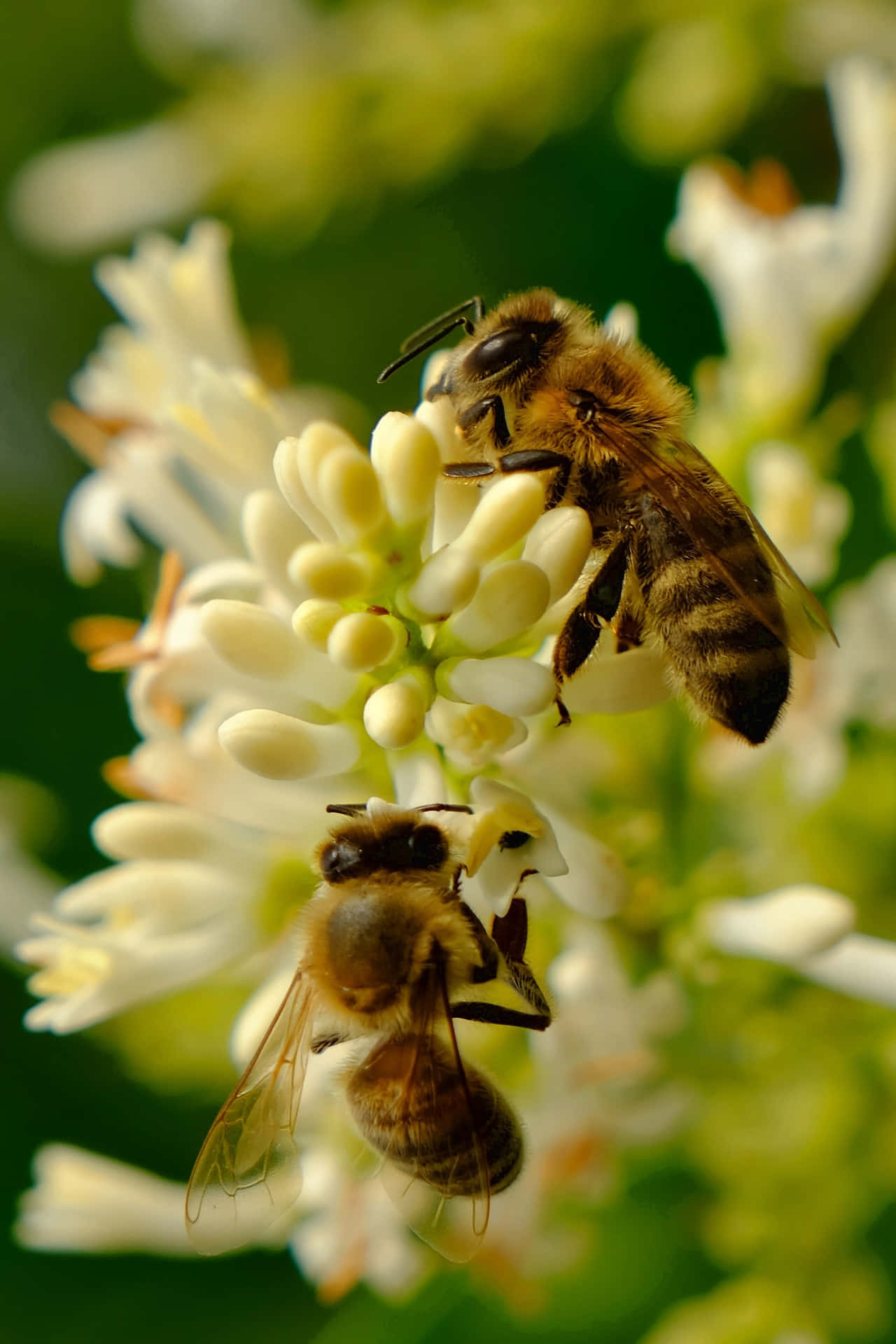 Spring Bees, white flowers, lush green backdrop, Full HD Phone Wallpaper