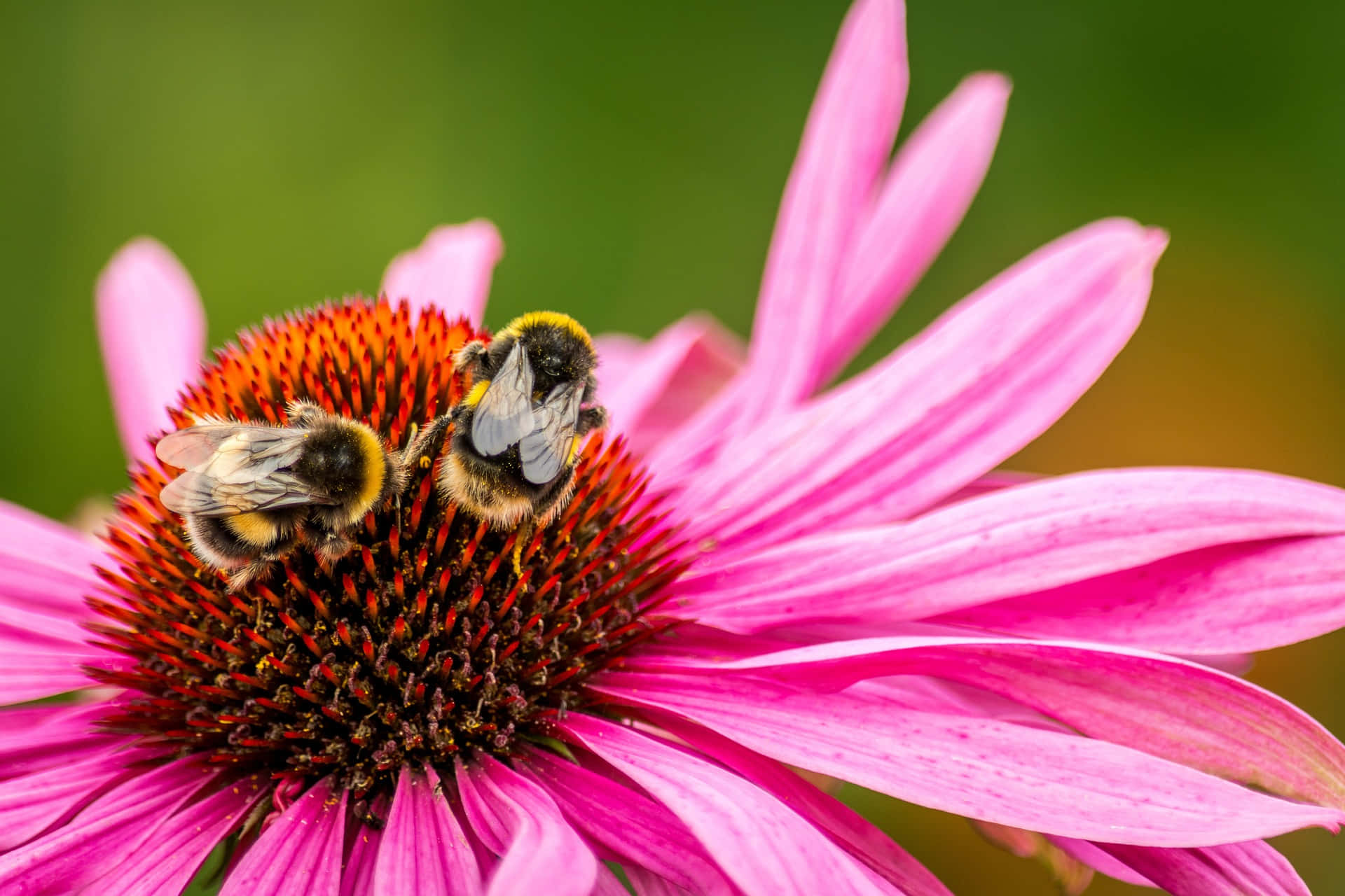 spring bees, 1920 x 1280 wallpaper, fuzzy bumblebees, Full HD Desktop Wallpaper