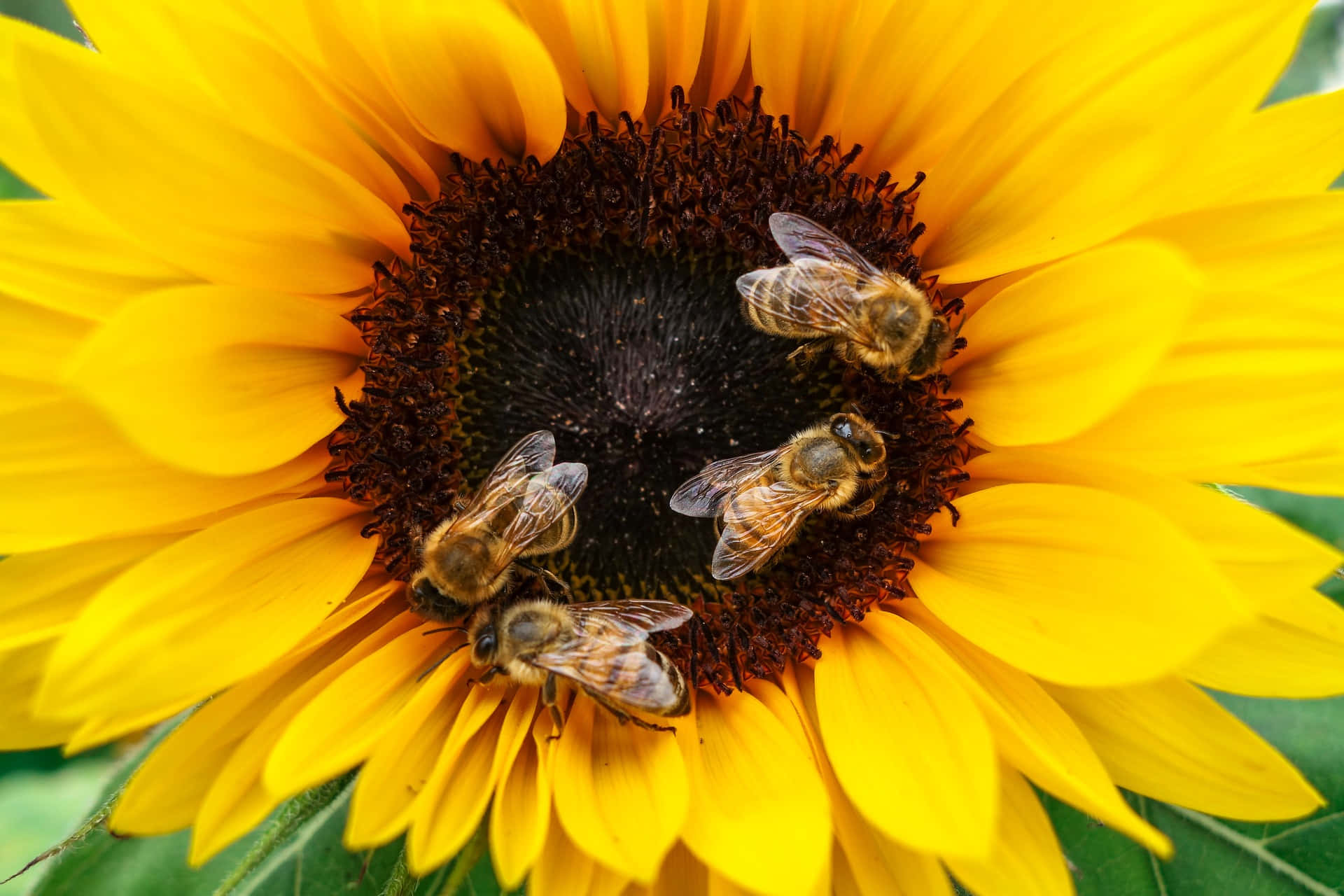 Spring Bees, sunflower, yellow, Full HD Desktop Wallpaper