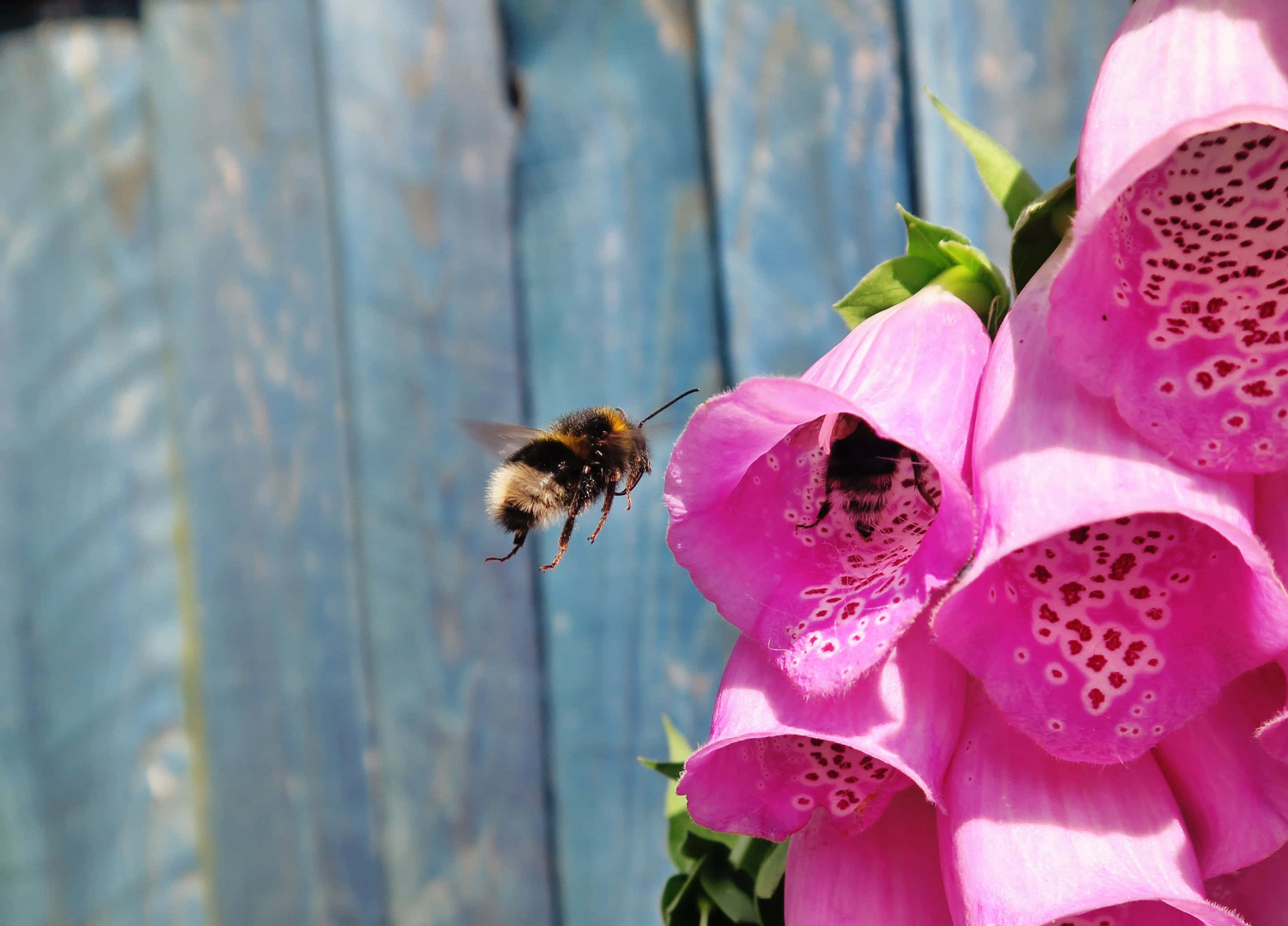 spring bees, pink foxgloves, weathered blue wooden fence, 2K Desktop Wallpaper