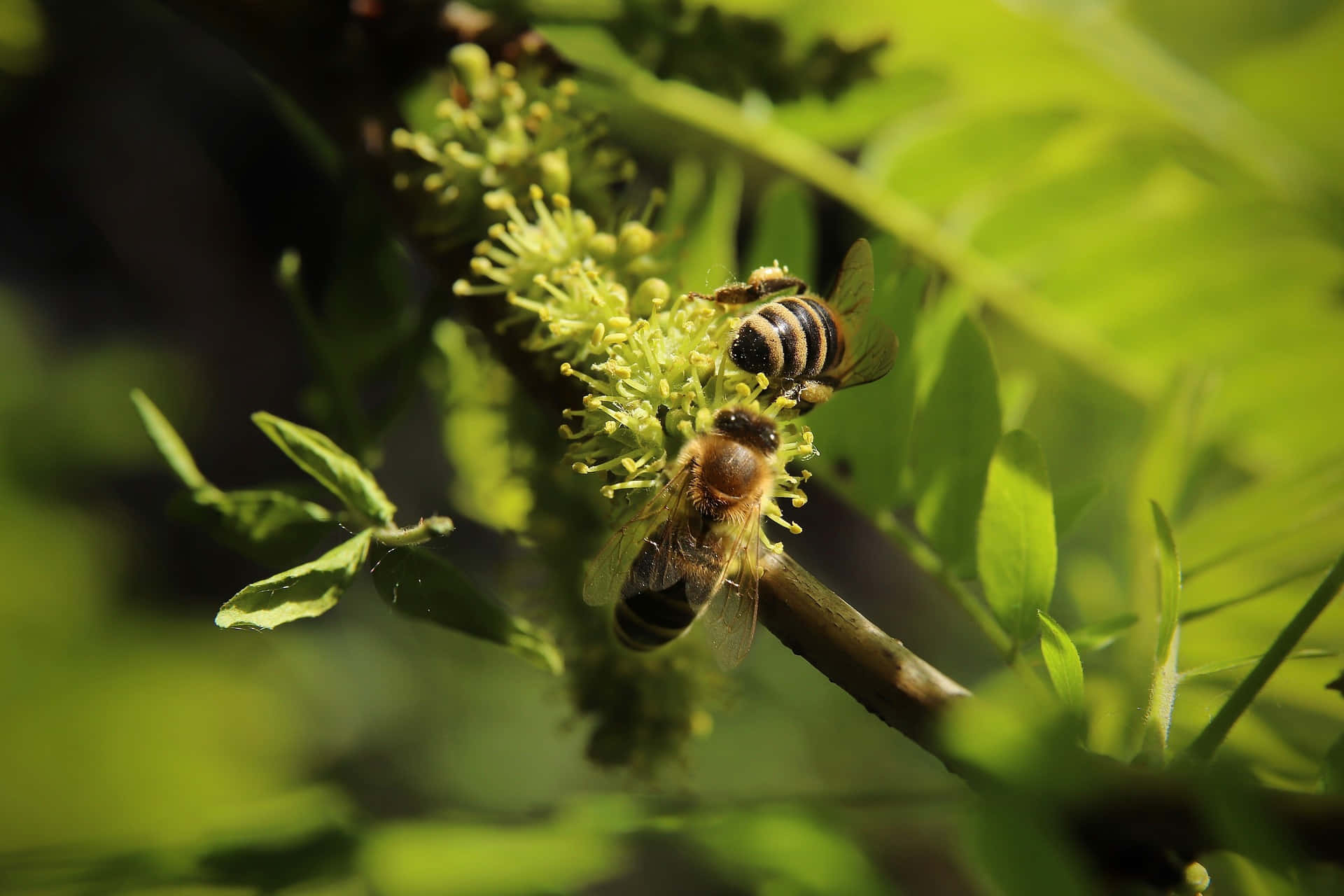 spring bees, vibrant green blossoms, sunlit branch, Full HD Desktop Wallpaper