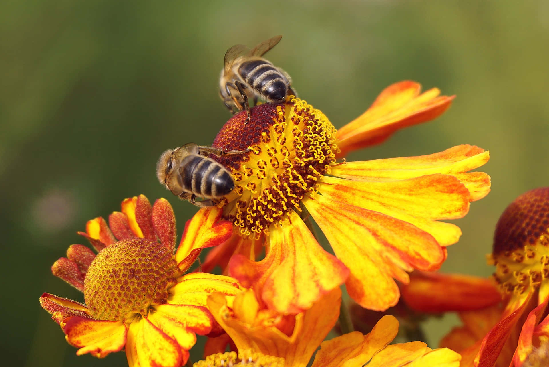 spring bees, helenium flower, orange and yellow petals, Full HD Desktop Wallpaper
