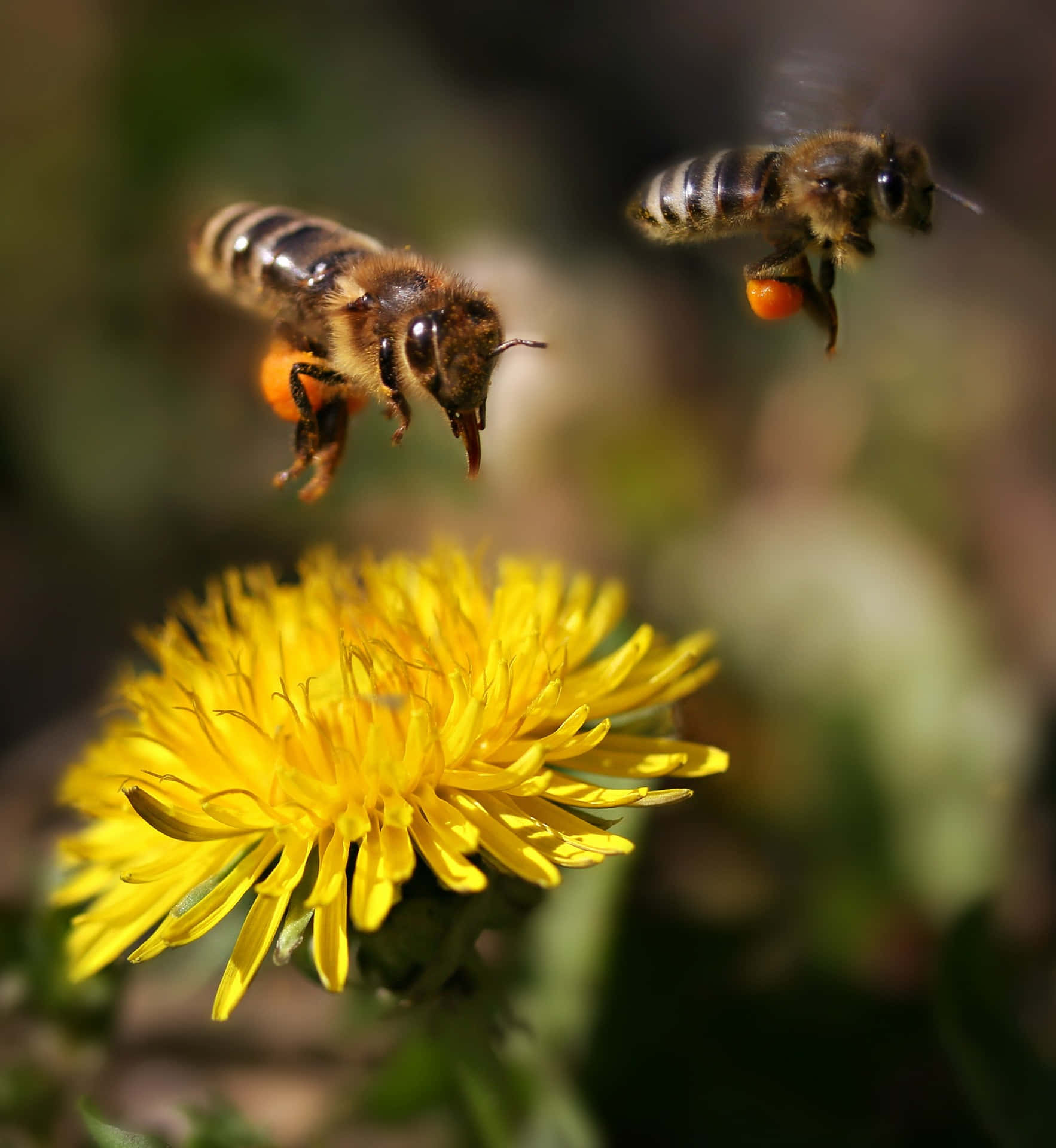 spring bees, pink spring blossoms, yellow dandelion, Full HD Phone Wallpaper