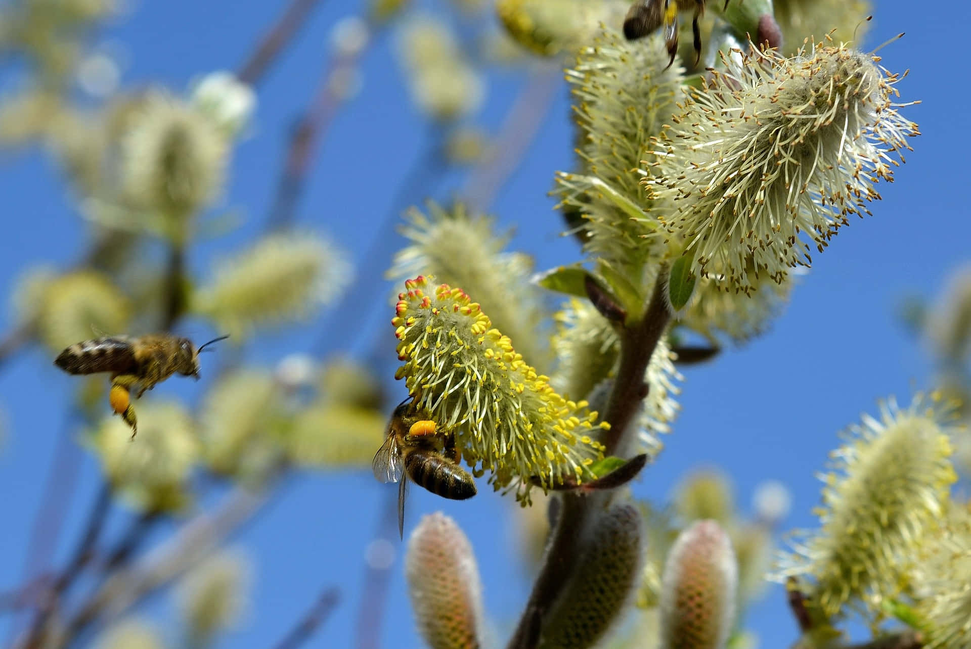 spring bees, honey bee, vibrant spring flowers, Full HD Desktop Wallpaper