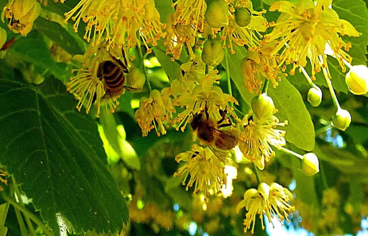 spring bees, linden flowers, vibrant yellow, SD Desktop Wallpaper