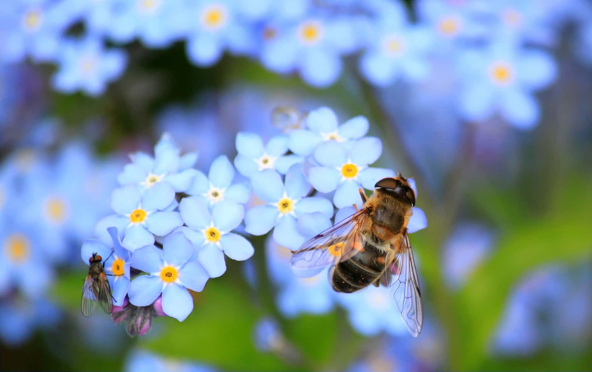 spring bees, blue forget-me-nots, yellow centers, Full HD Desktop Wallpaper