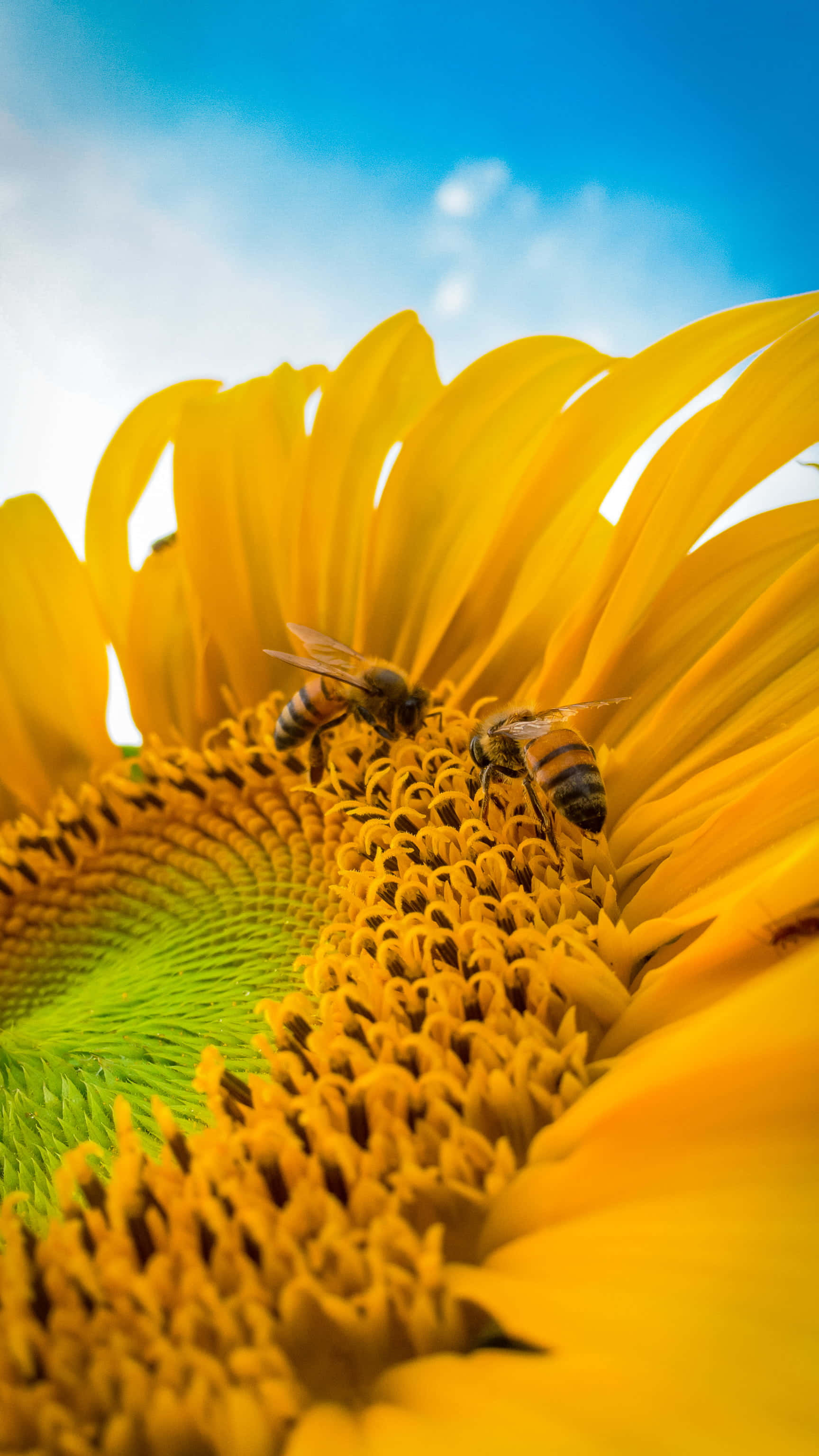 Spring Bees, sunflower, vibrant yellow center, 2K Phone Wallpaper