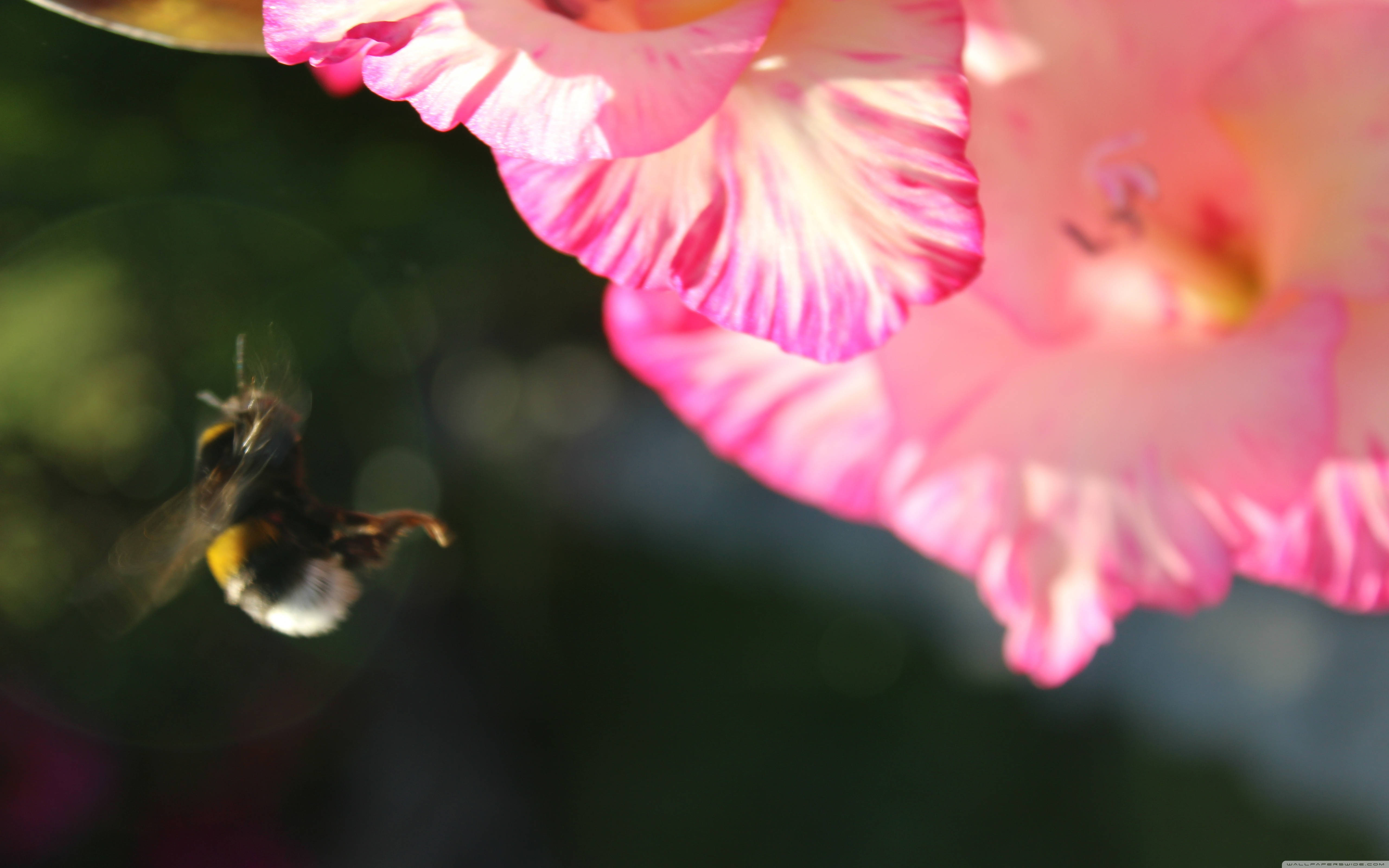 humble bee flower, gladiolus flower, vibrant pink petals, 5K Desktop Wallpaper