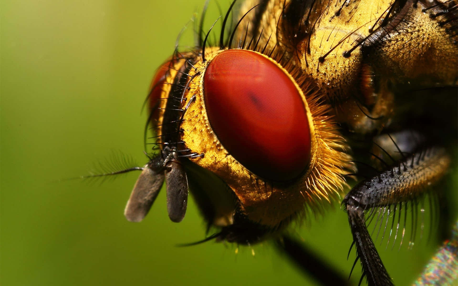 focus bee insects, red compound eye, golden-brown fuzzy head, Full HD Desktop Wallpaper