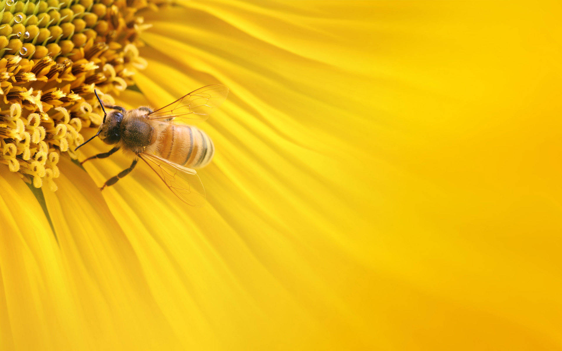 honeybee, sunflower, vibrant yellow center, Full HD Desktop Wallpaper